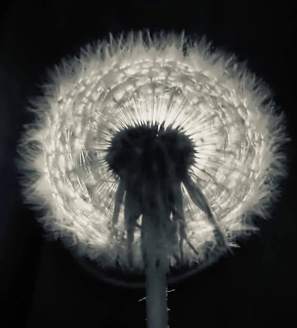 This isn&rsquo;t the end of a dandelion

In Taraxacum officinale, this is the seed stage
each filament carries a seed designed for wind dispersal

But the plant doesn&rsquo;t disappear
the taproot remains alive below
storing energy and supporting new