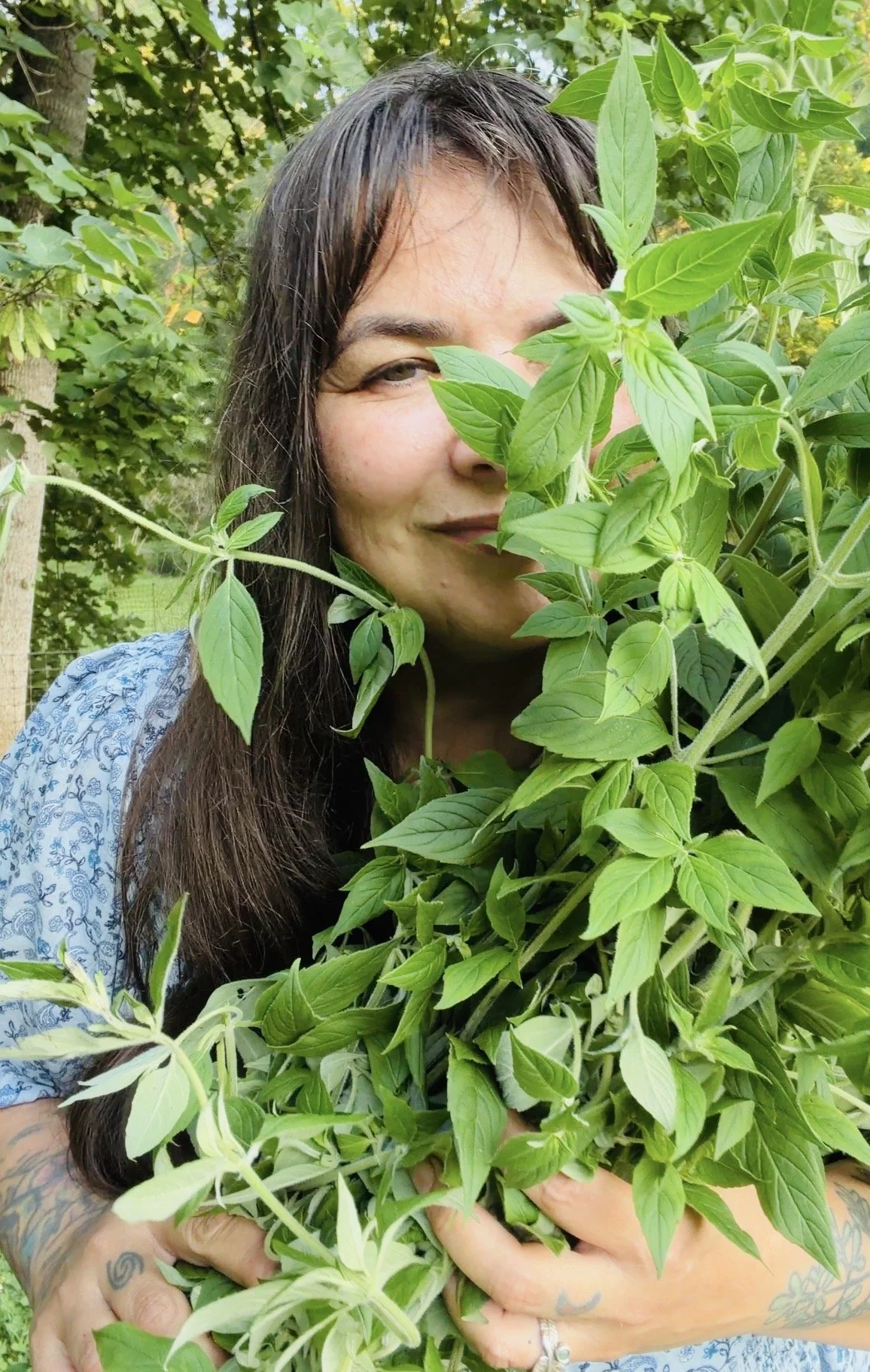 Mountain Mint Hydrosol: A Simple Stovetop Method from the Herb Garden