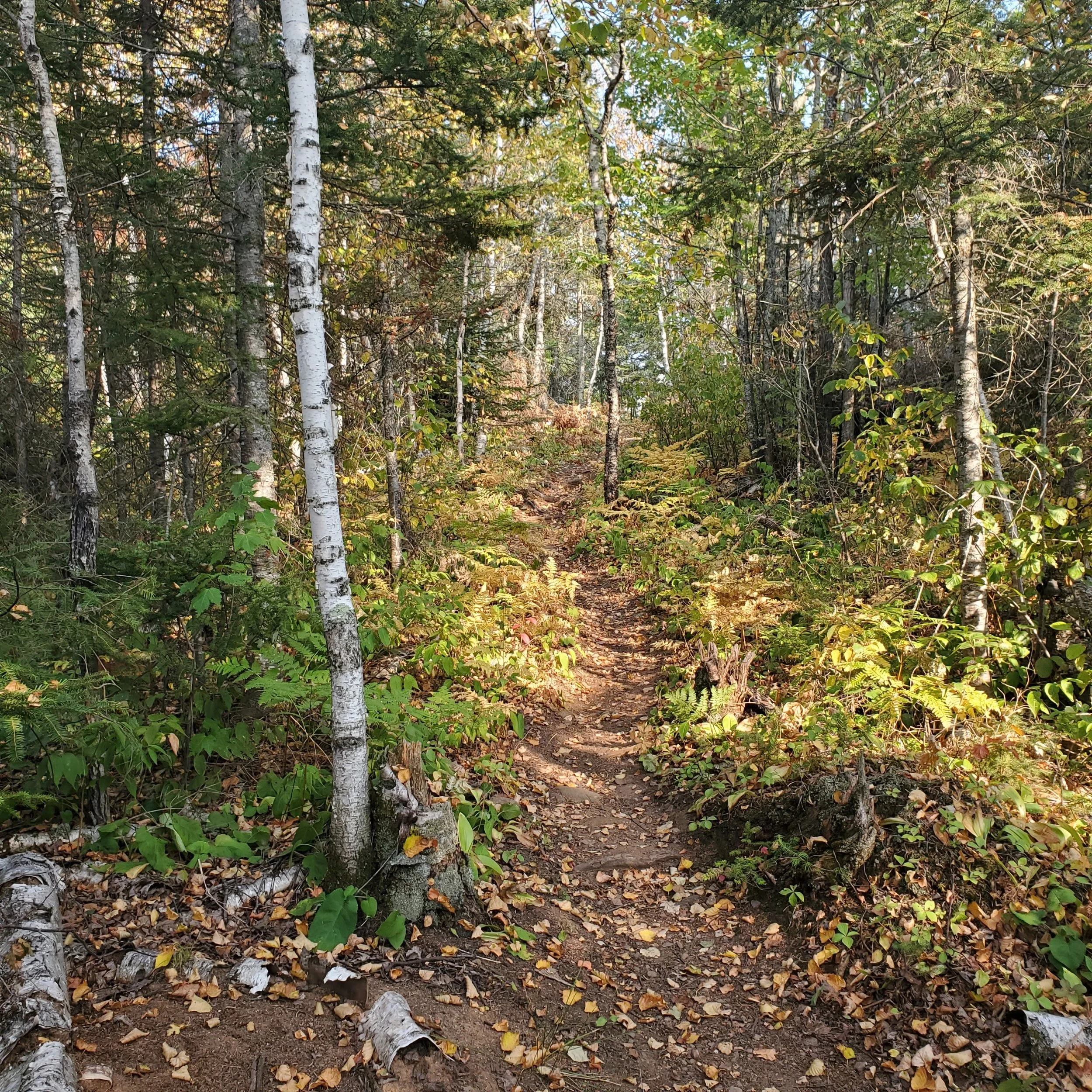A dirt trail through a dense forest with various trees, green and yellow foliage, and fallen leaves on the ground at Geaorge H. Crosby Manitou state park