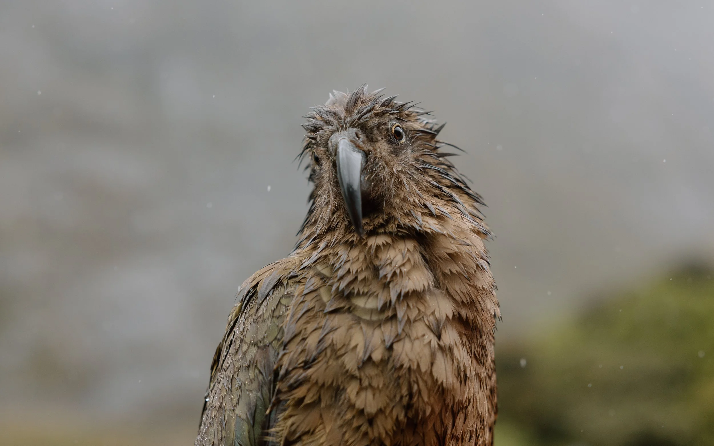 Echoes_Of_Aotearoa_52.jpg