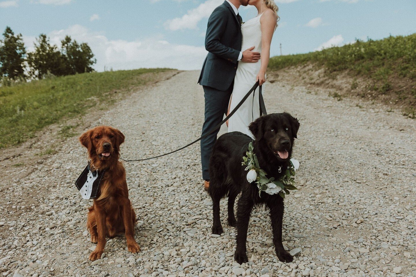 Pawsitively enchanting weddings where love knows no bounds! From wagging tails to furry family members, our venue celebrates the joy of saying &lsquo;I do&rsquo; with all your loved ones, including the ones with four legs. 🐾💕 #PetFriendlyLove #Wedd