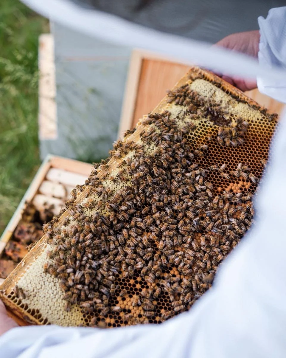 thankful for our pollinator friends 🐝🍯