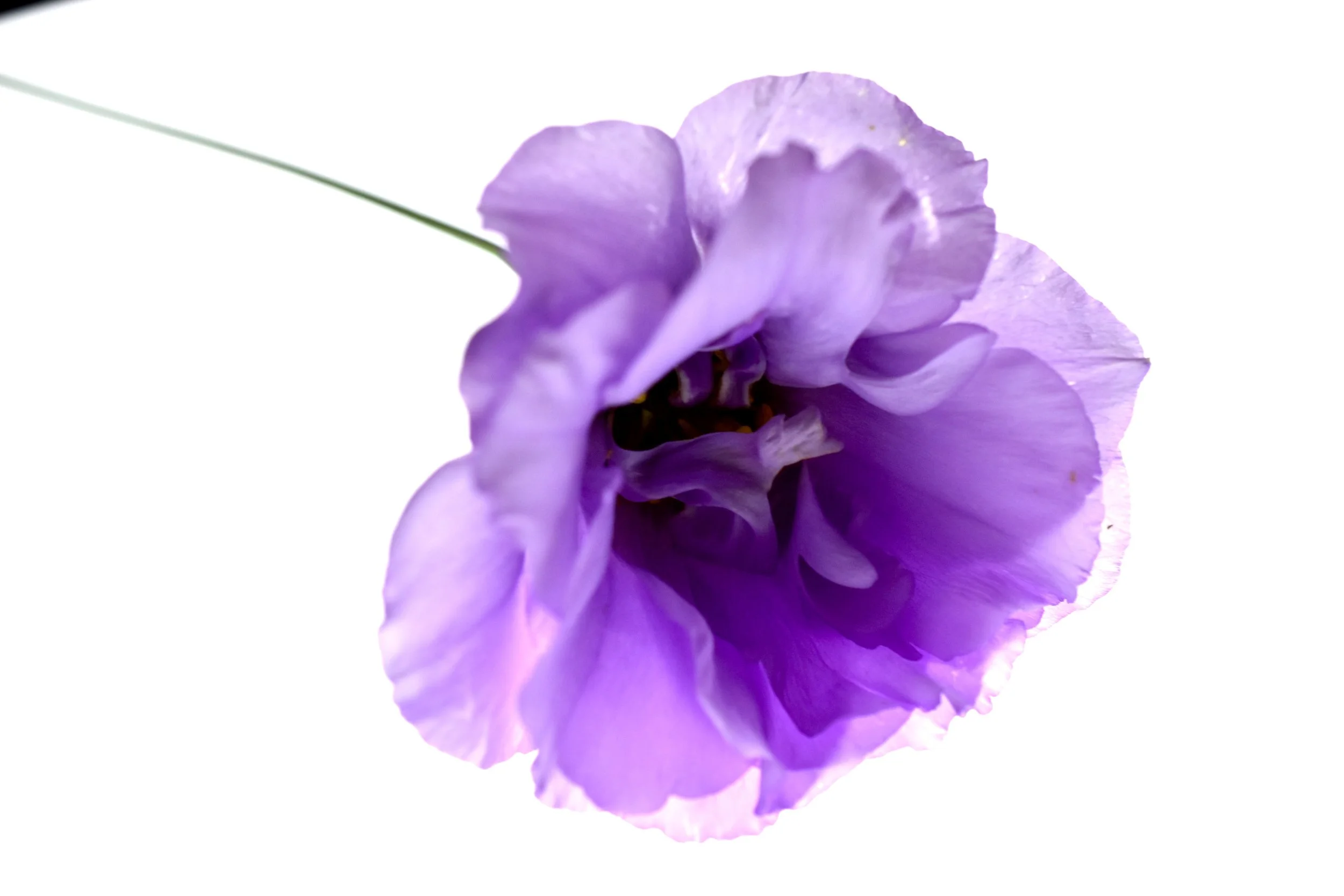 purpleflower.JPG