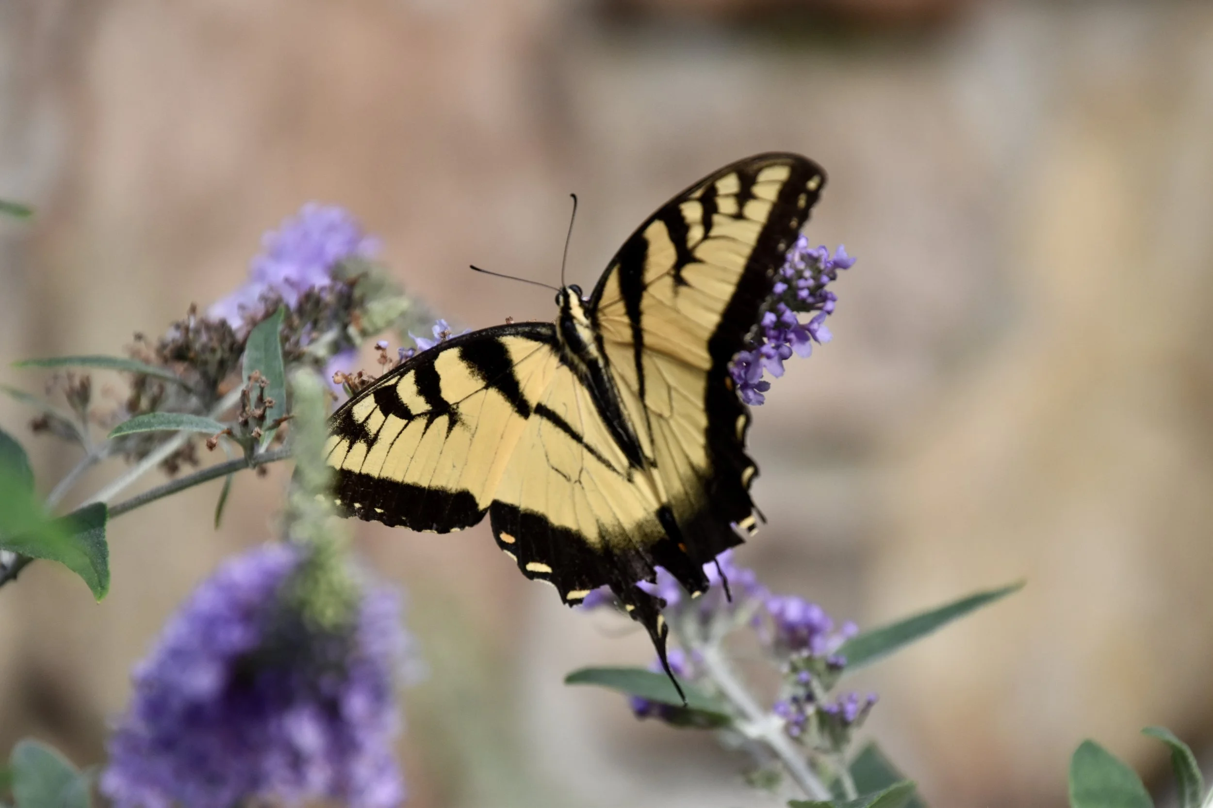 EasternTigerSwallotail.JPG