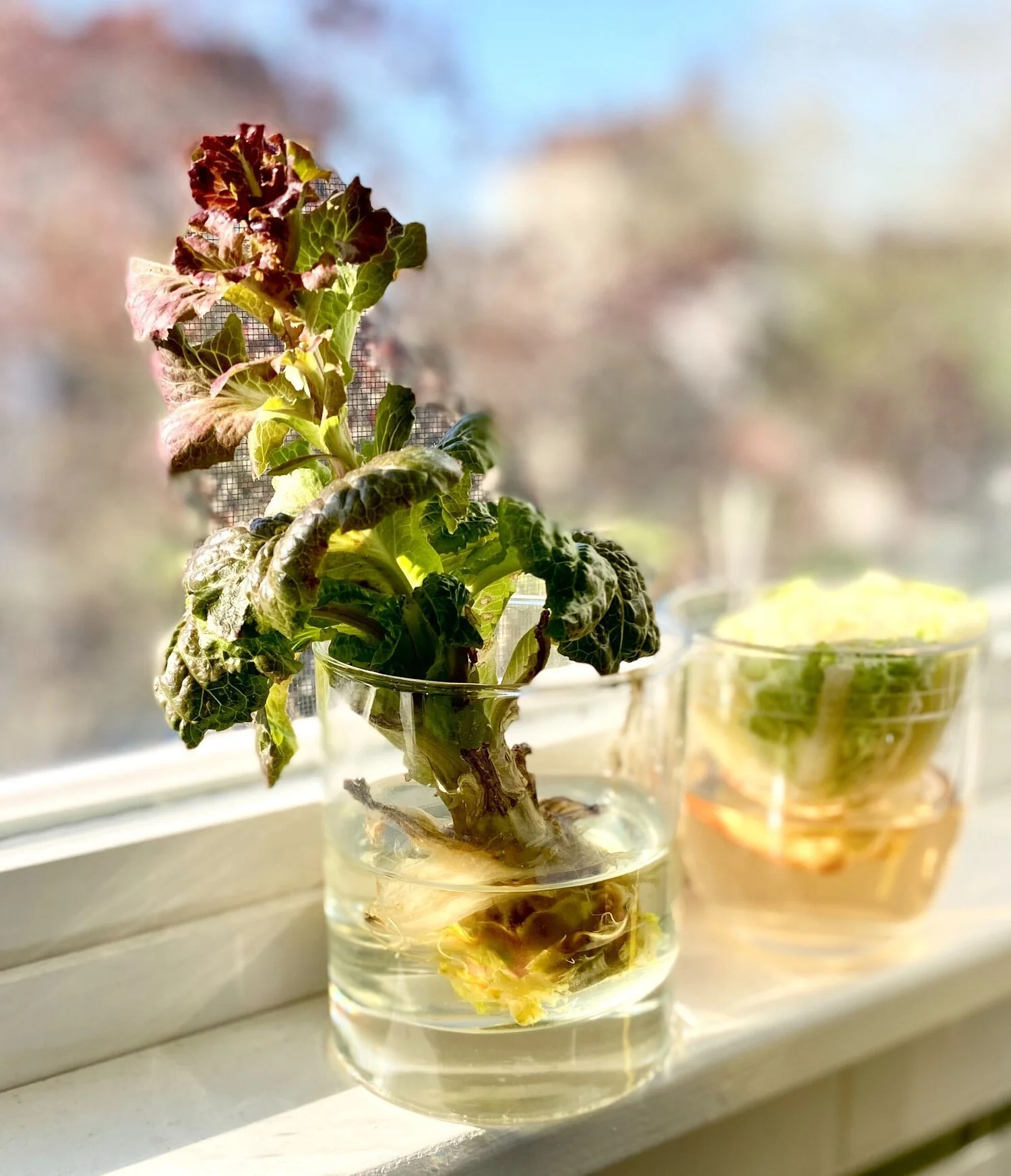 Episode 86: Global Roll Call, Part 1