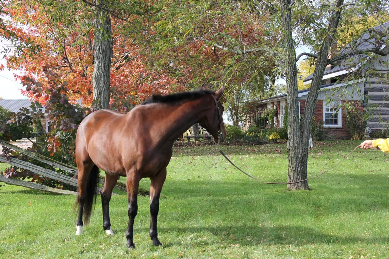Brown horse standing on grass near autumn trees and a rustic house.