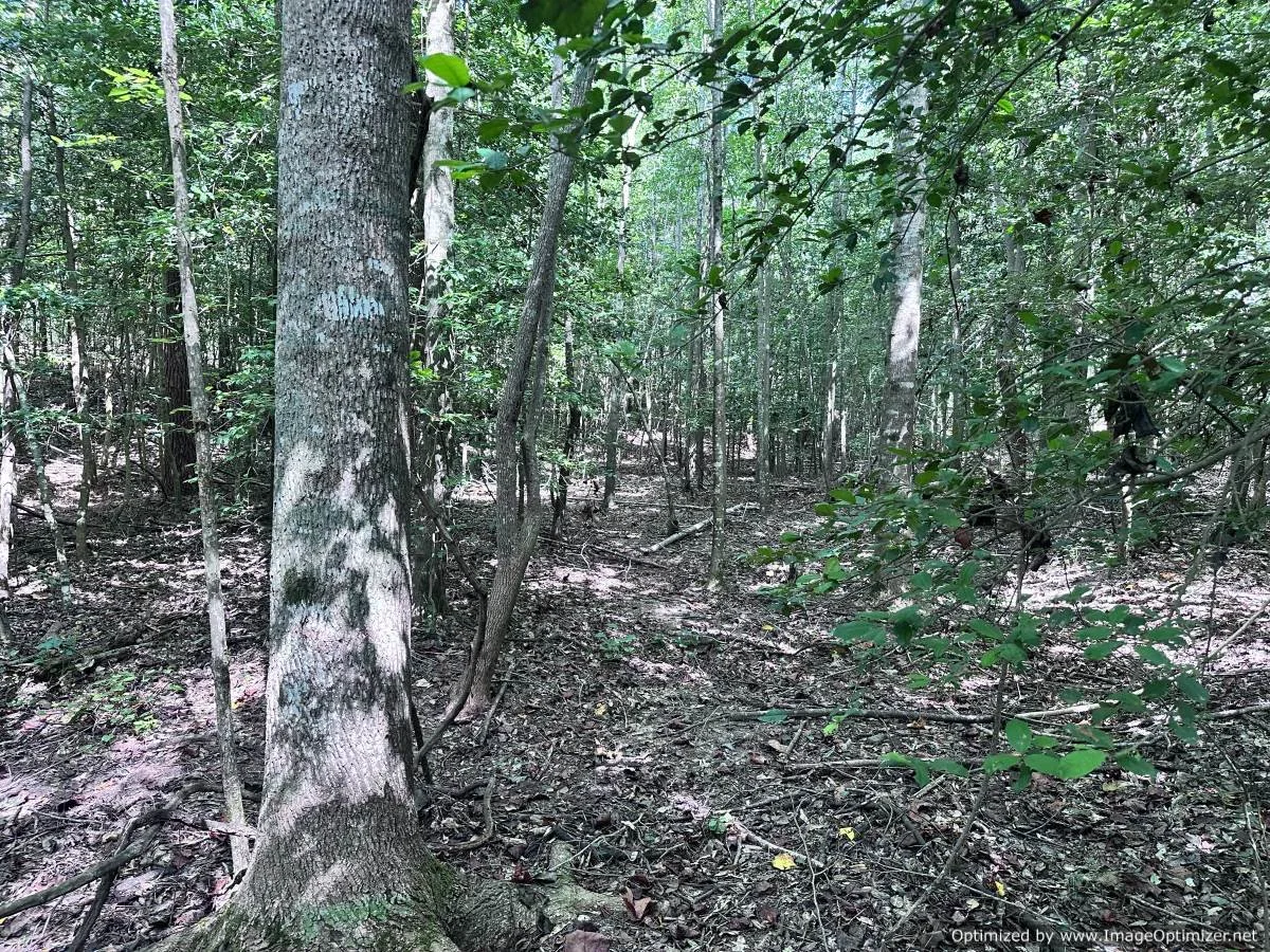 Newton County 32 +/ acres in decatur ms — Pursuit Properties