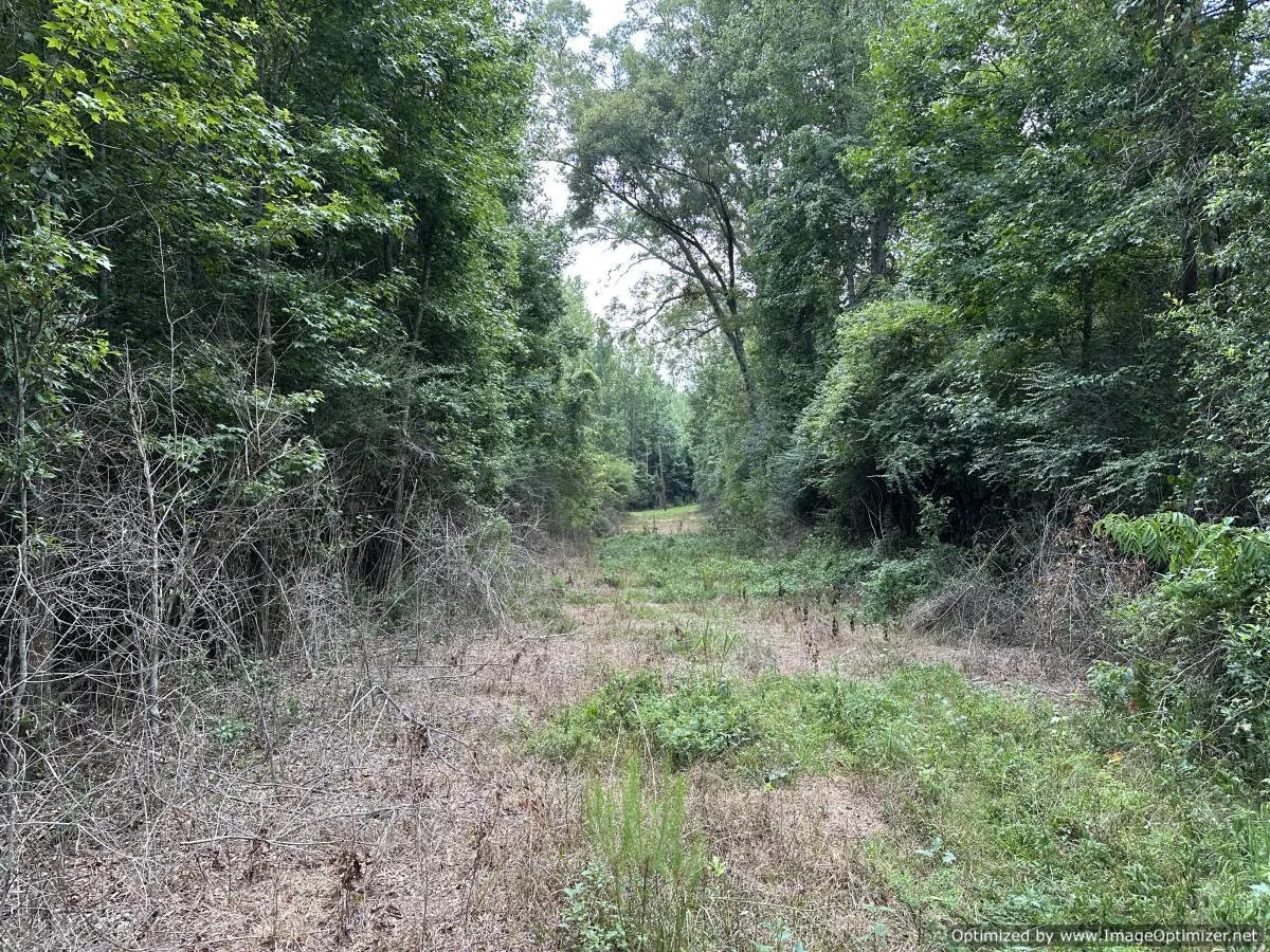 Pike County 28.5 acres on stovall ln Summit, MS — Pursuit Properties