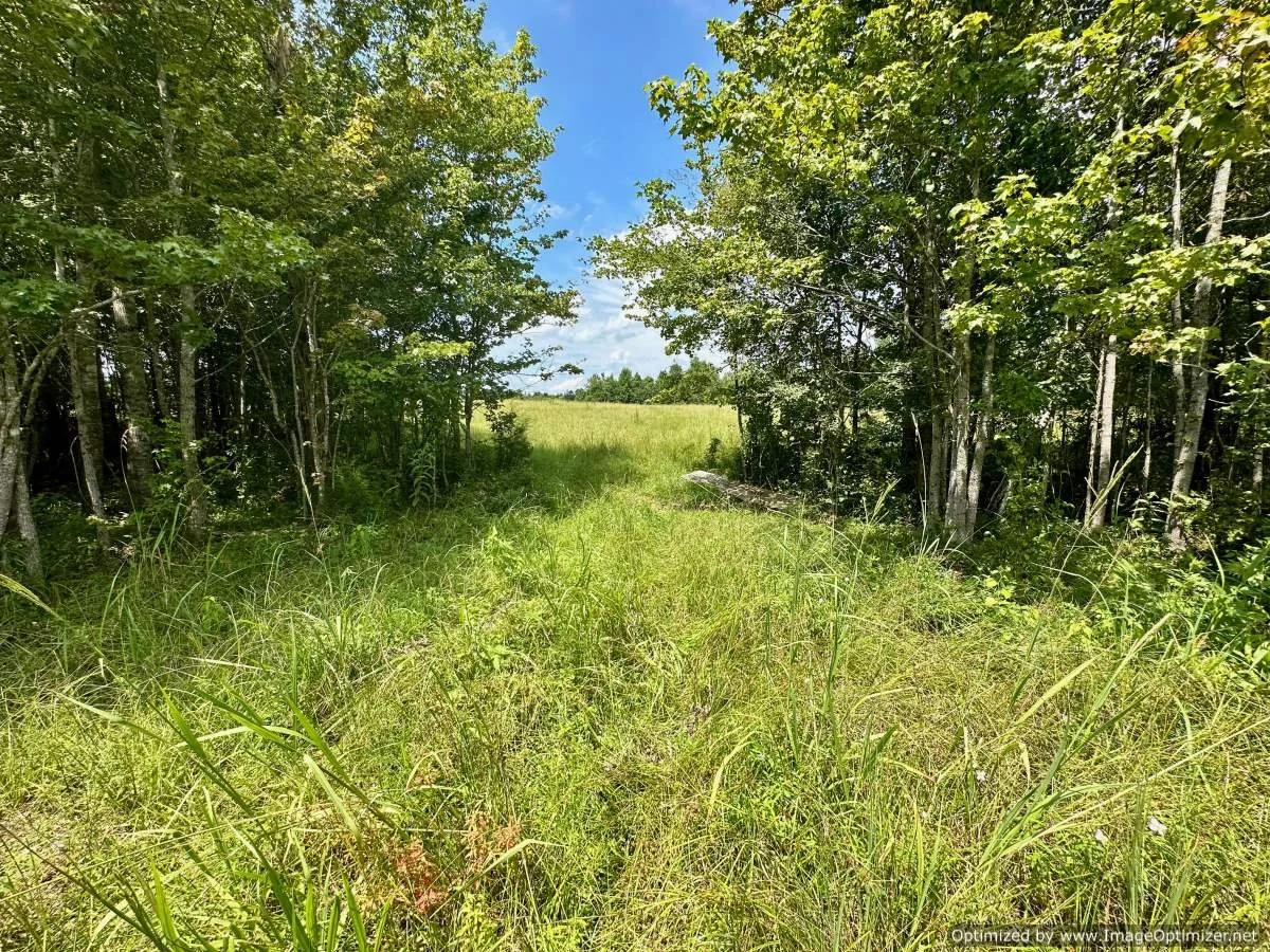 Winston County 72 Ac + home 5020 HighpointWeir Rd Louisville, MS