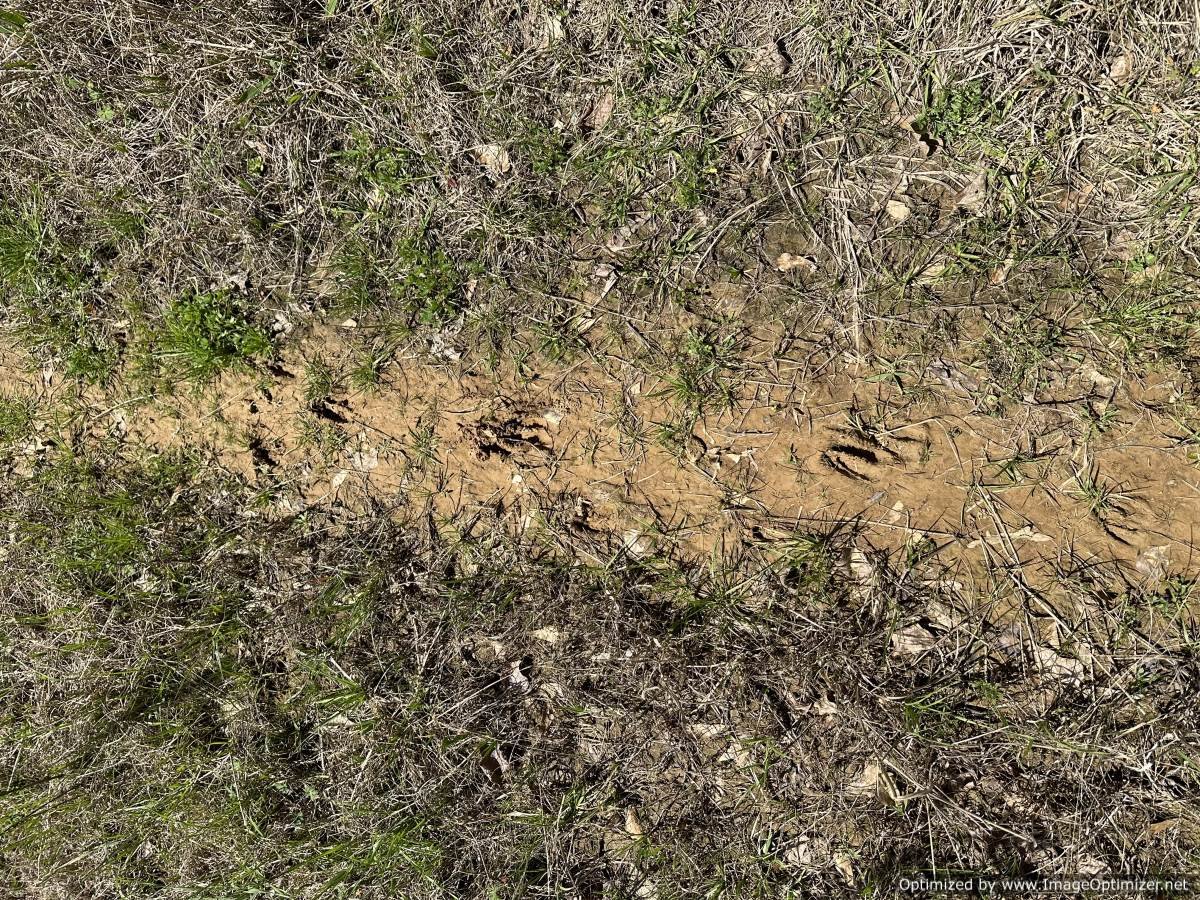 Holmes County 120 acres 5831 Hopewell Rd lexington, MS — Pursuit