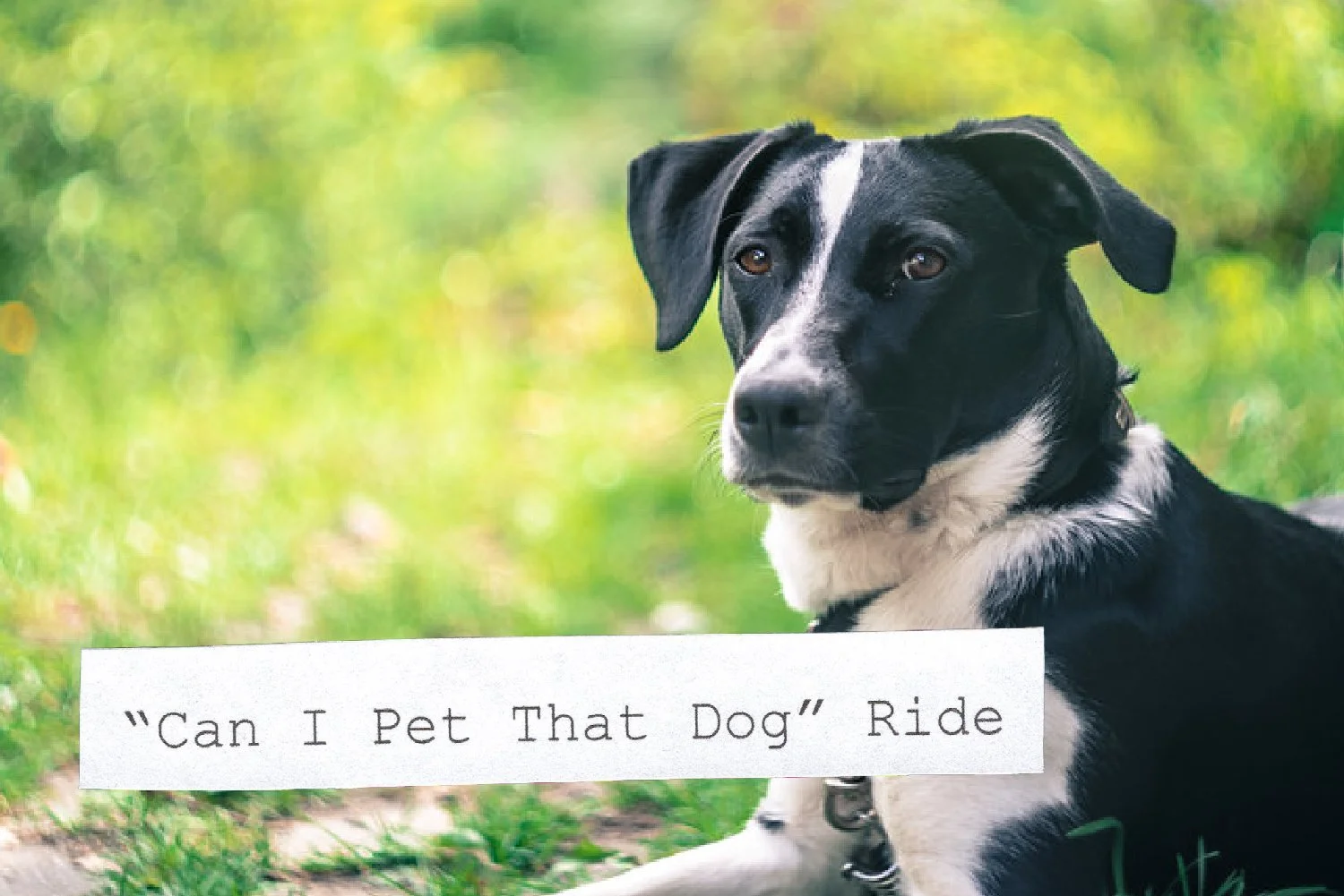 Can I Pet That Dog Ride