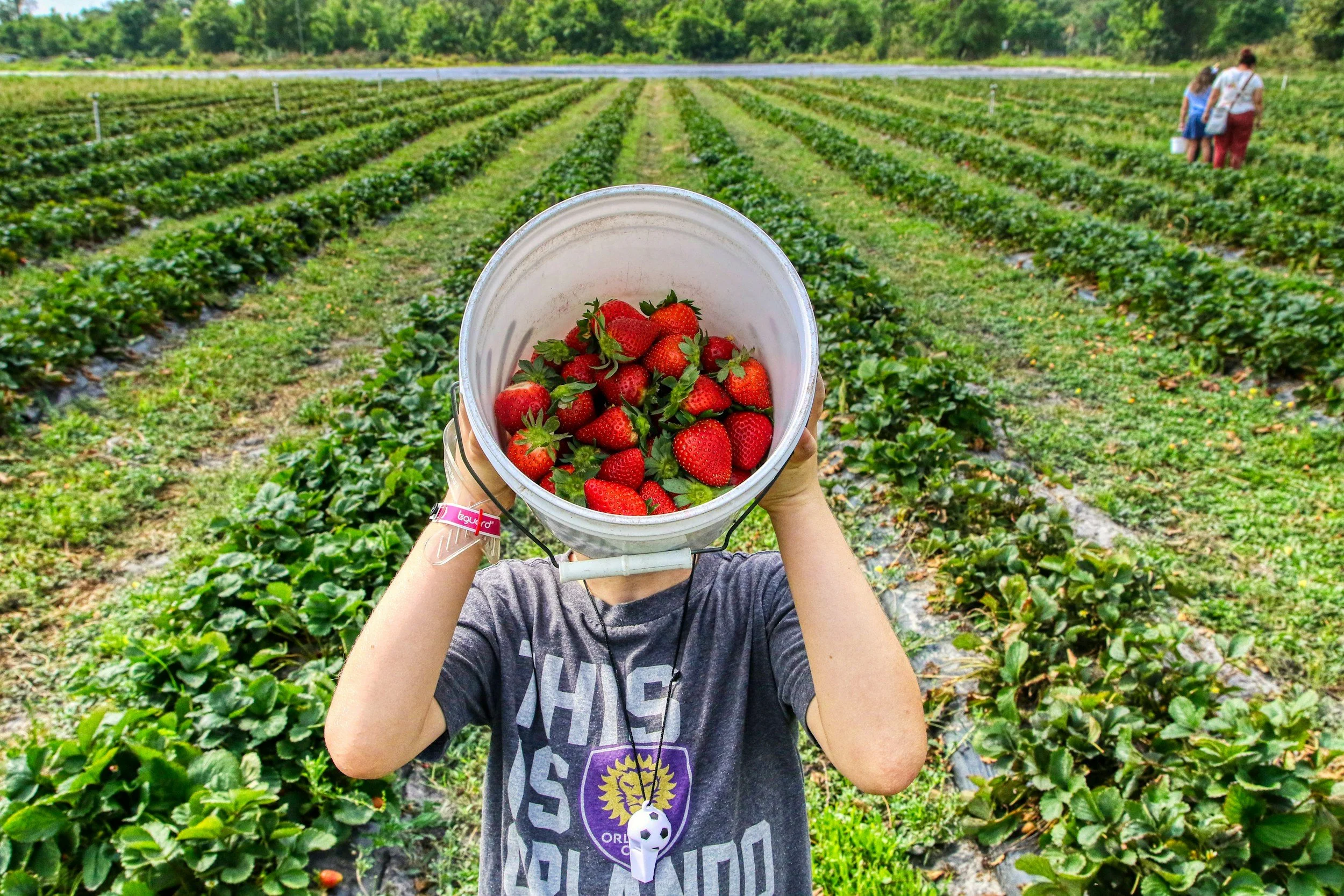 9 Best Places to Go Strawberry and Fruit Picking Near London