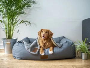 5 Key Ways Amherst NY Pet Owners Can Prepare Their Home Before Selling