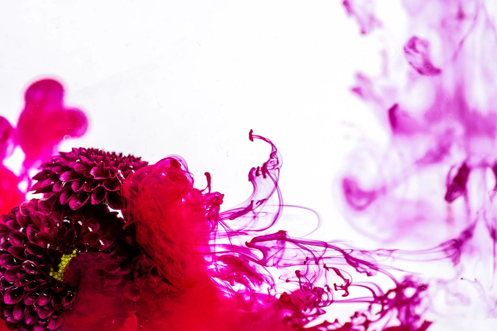 Magenta Flower Ink