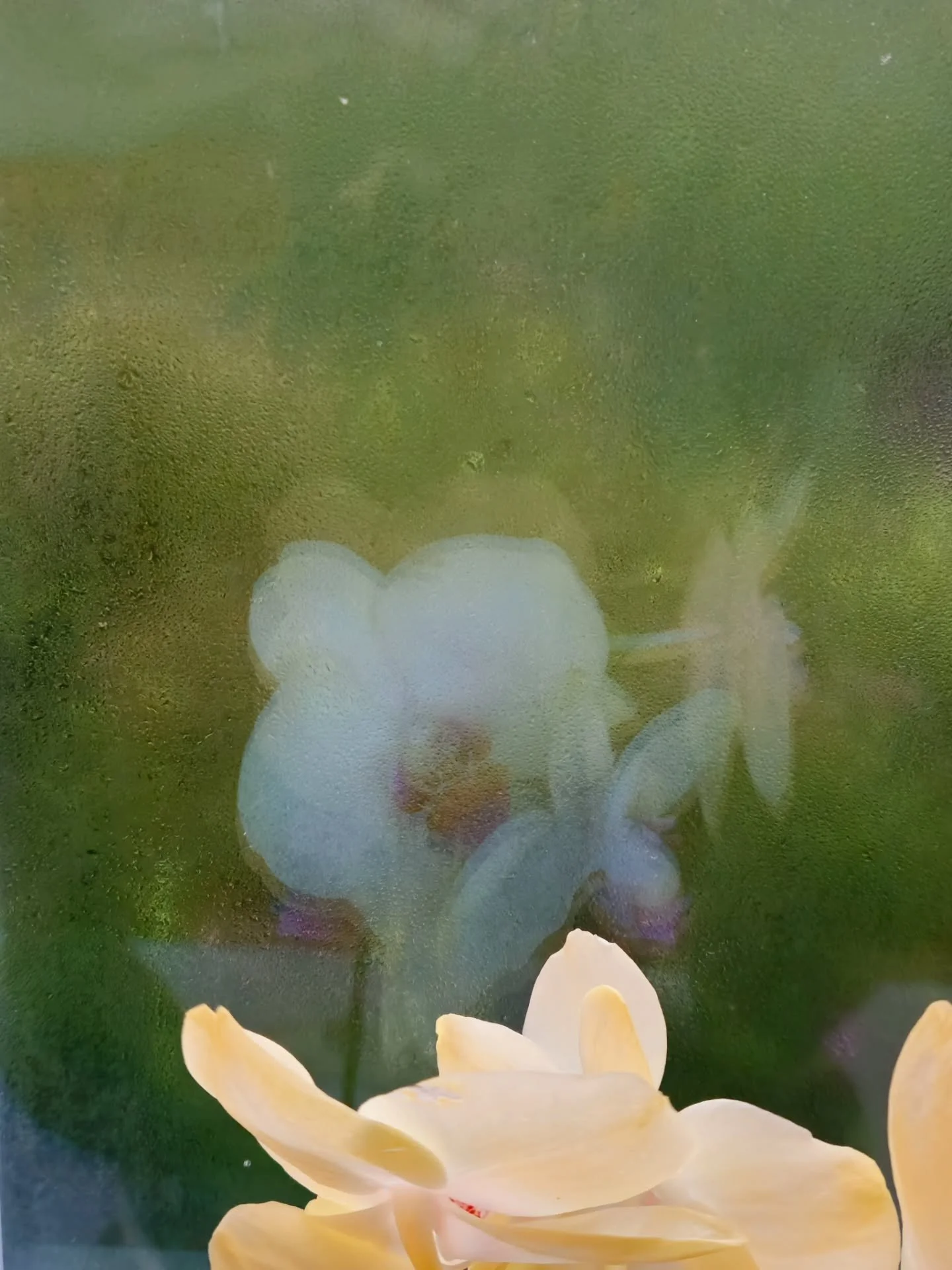 I'm drawn to large rounded floral shapes in my work recently and was wondering where this pull is coming from. Now it makes perfect sense. The orchids that my husband got me for valentines day 😍 Their reflection in the window the other morning just 