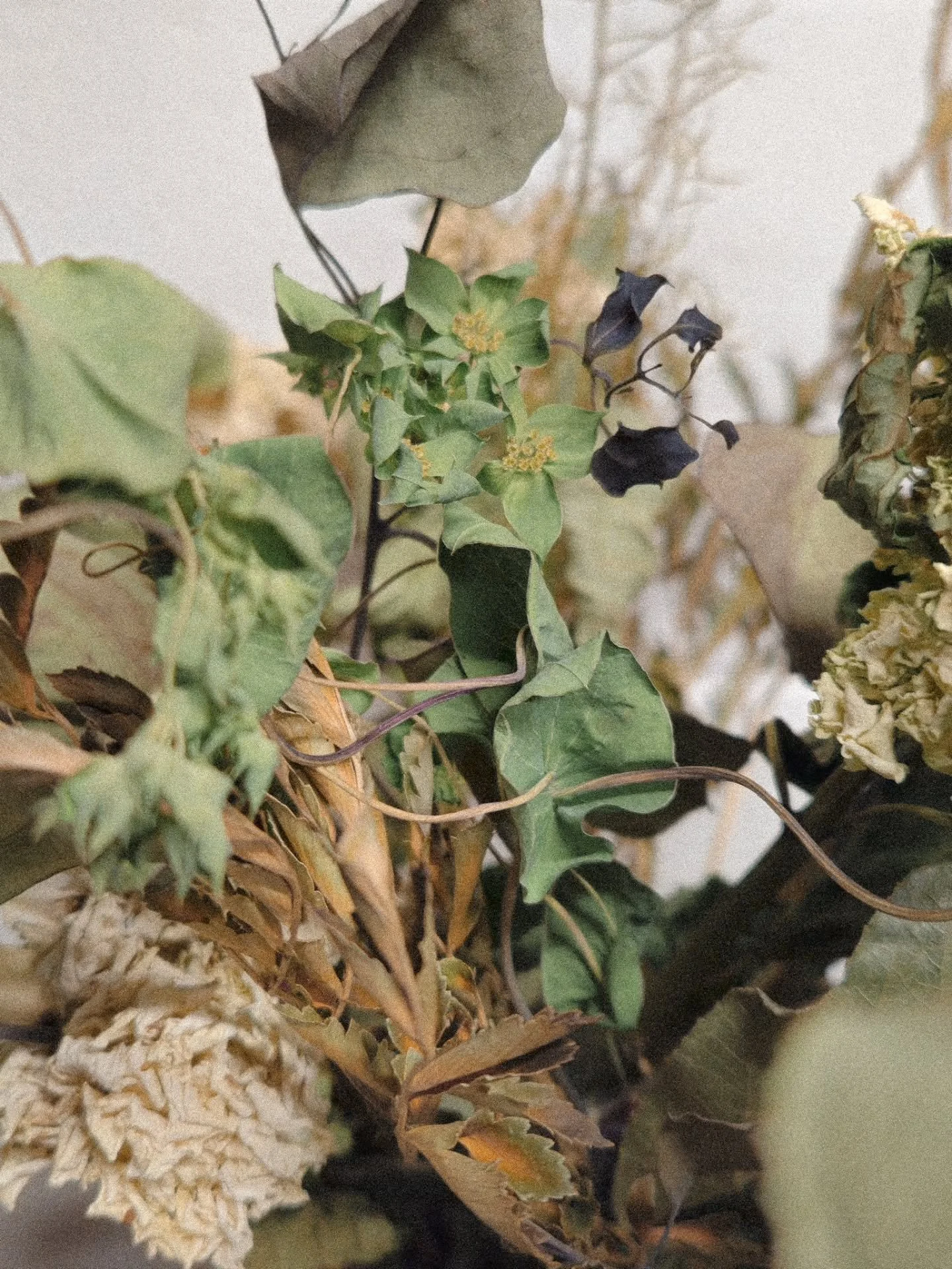 Surrounding yourself with inspo in the winter months is SO important. Especially when your inspiration comes from nature and it's just tooooo cold to be outside 😭 Dried florals for the win. And beautiful fabric that Ill be incorporating into my pain