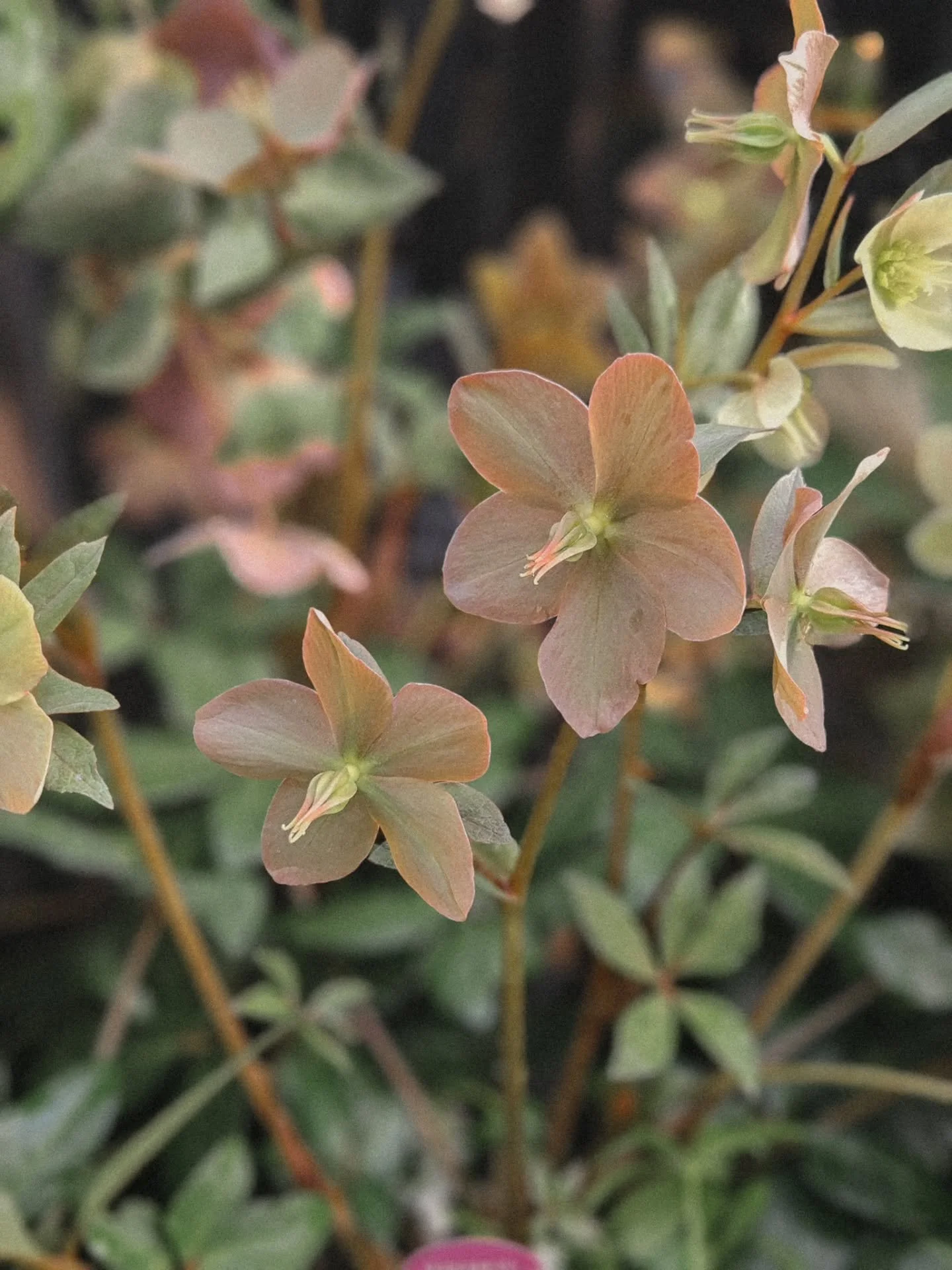 Weekly update ✨️ a very heavy inspiration week. Made a couple of family trips to the nursery and have come to the conclusion that I am obsessed with Hellebores 😍 I had never heard of them until a couple of months ago! There's something magical about