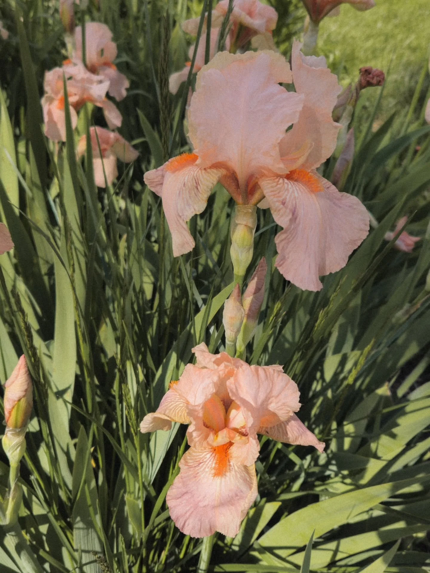 Apparently it's the year of the Iris and I'm so here for it! They're everywhere right now (except for my yard. Womp.) and I can't get enough! I love their organic feminine shape. You'll definitely be seeing more of them in my work! Also loved this 's