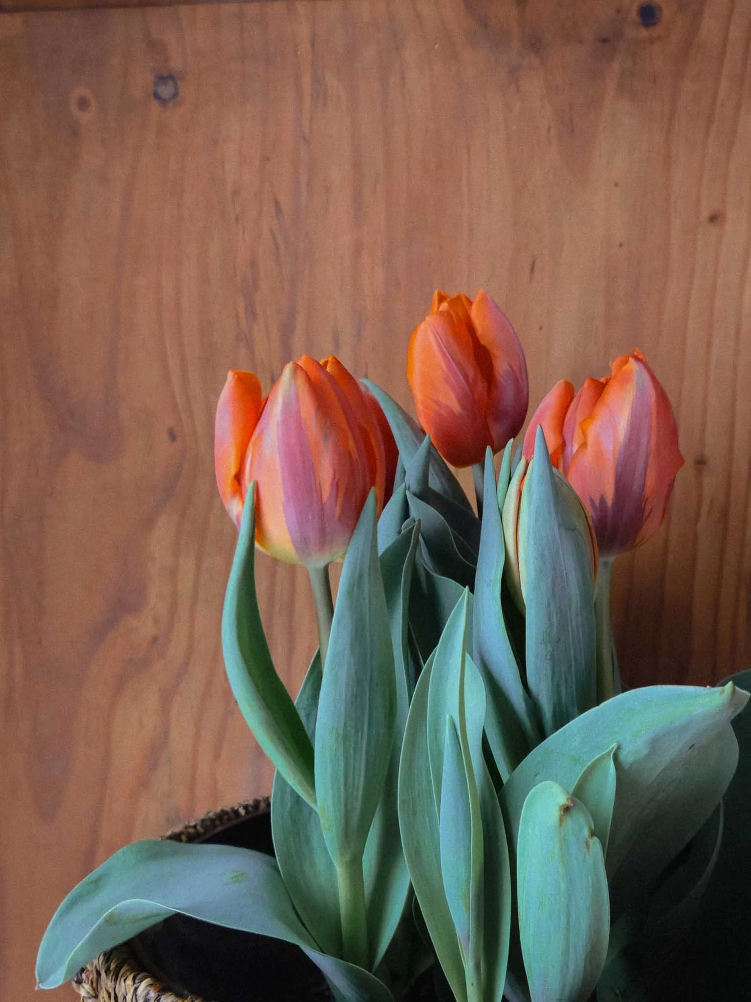 spring-27.jpg