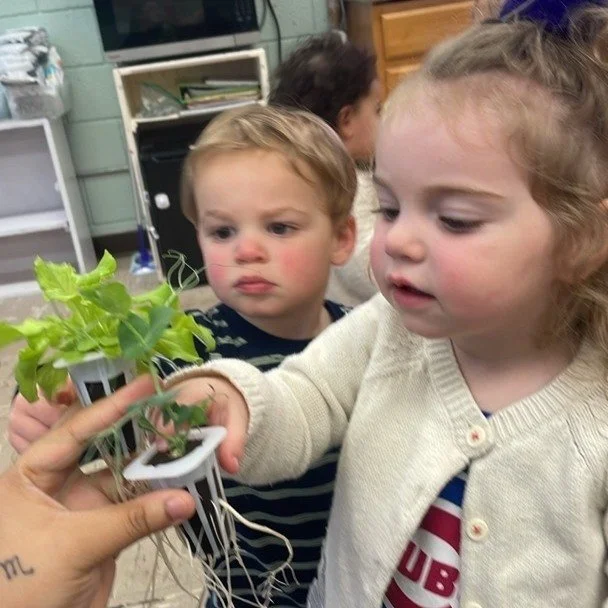 🪴🤩🌼🌞 #Childcare #Science #emergentcurriculum #preschool #LearningThroughPlay #silly #toddlerlife
