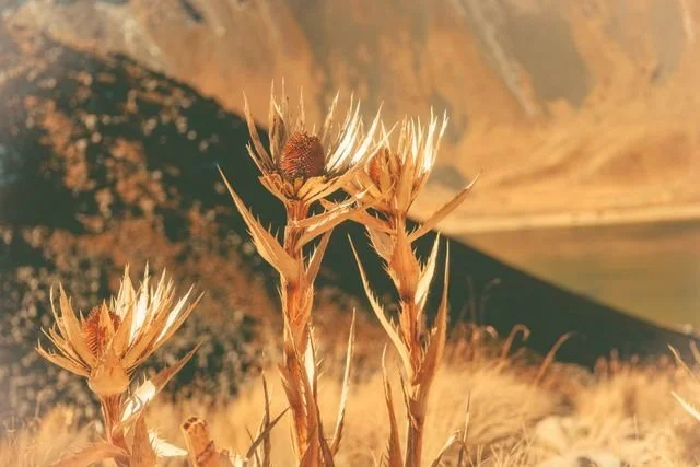 close up of dried thistles