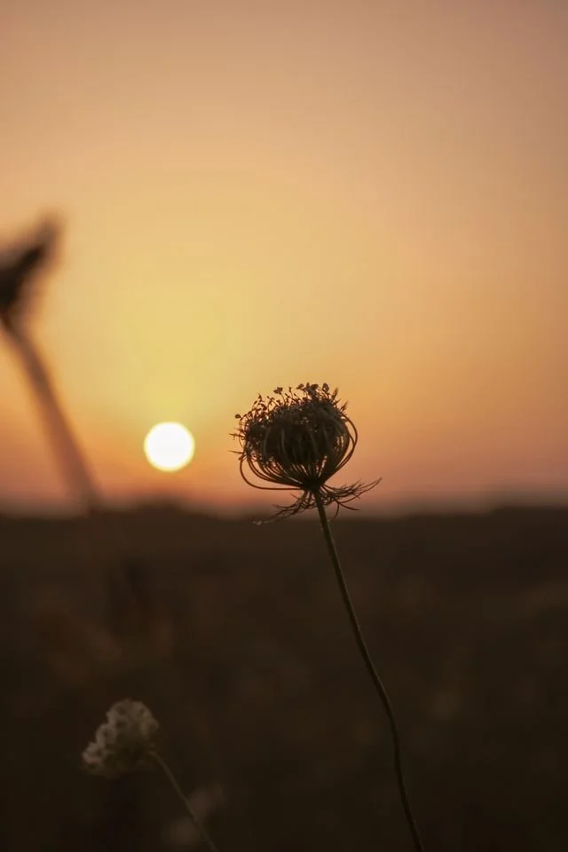 close up of a thistle in silhouette with a setting sun