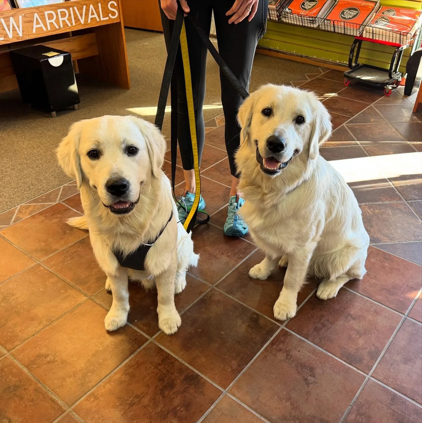 New friends Magnus and Enzo stopped inn ta say hi today! Couple nice boiz 🐶🐶

Open 7 Days a Week. #wheremydawgsat