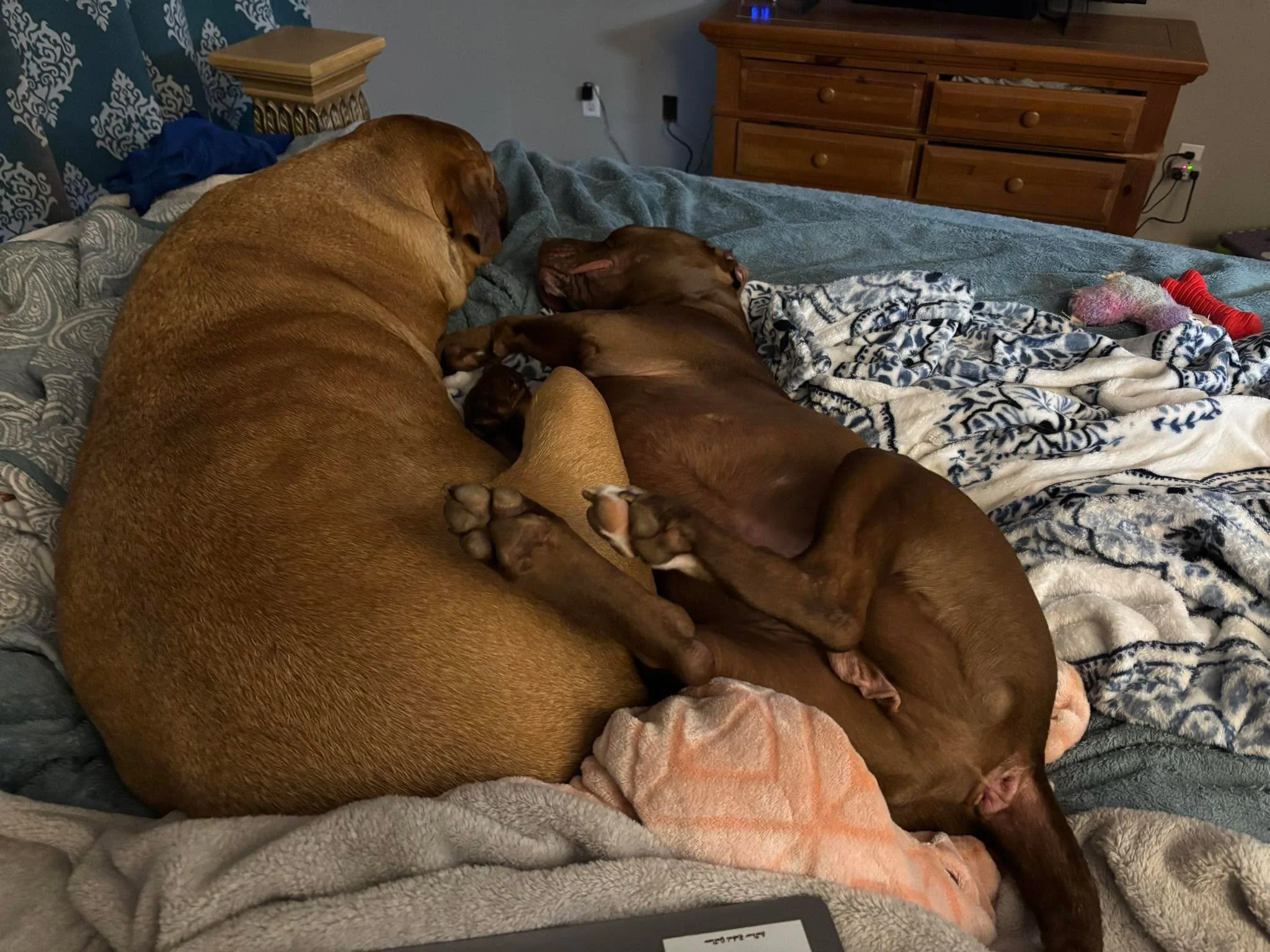 Enzo has started going to doggy daycare 3 days a week. At first I was against it bc I work from home and I was afraid he&rsquo;d feel abandoned. Let me just admit, I was SO wrong lol. He&rsquo;s been going for two weeks now and he LOVES it. He gets s