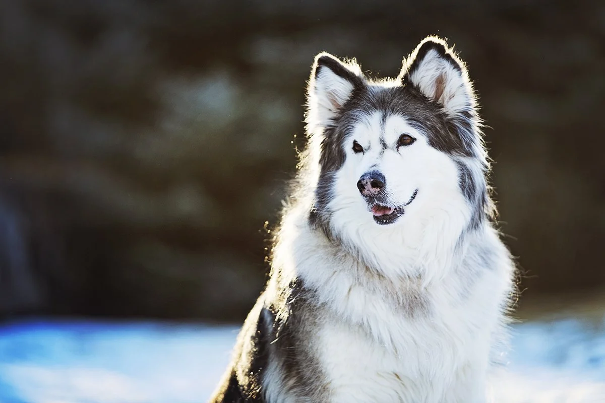 Dog photographer in Orlando Florida