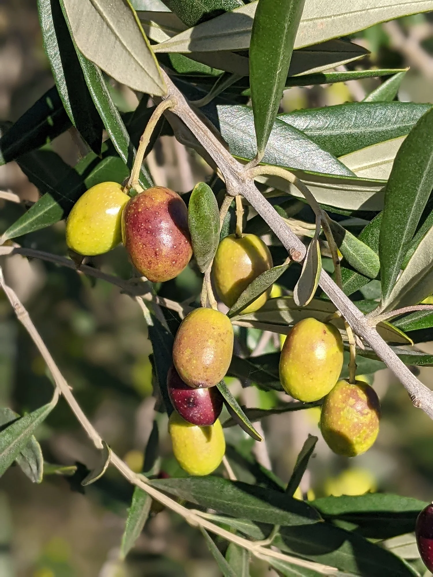 Fruit on tree.jpg