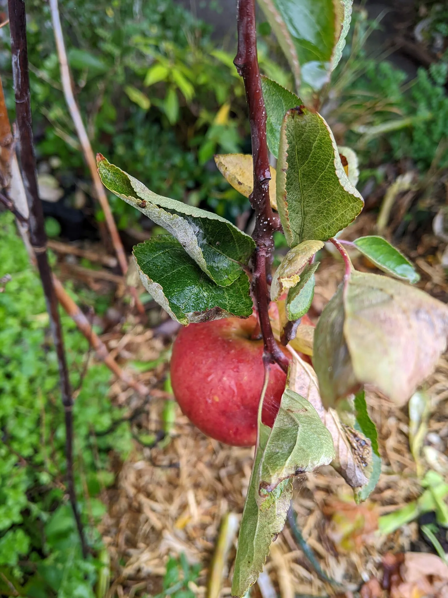 apple.jpg