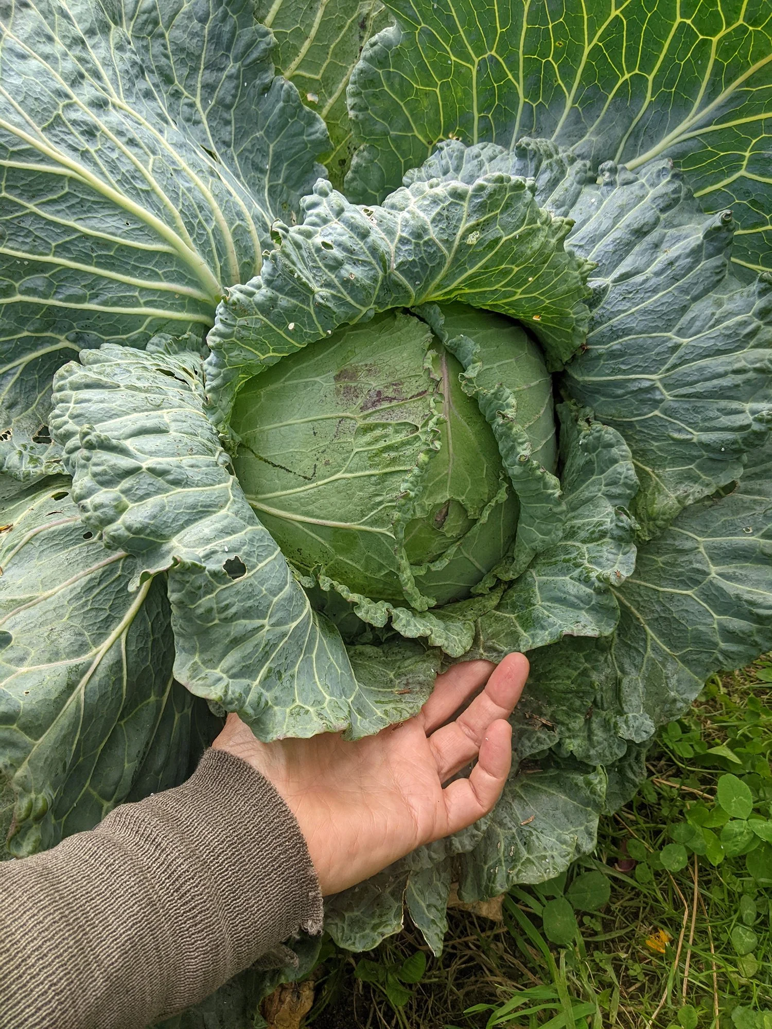 Cabbage with hand.jpg