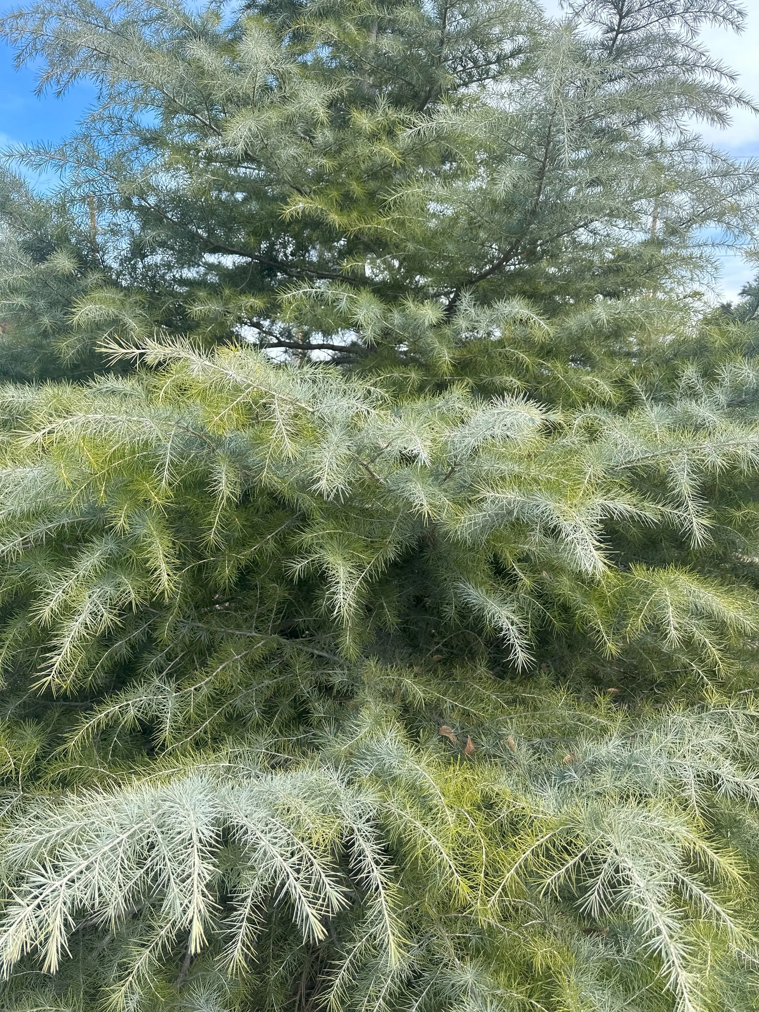 WEST TEXAS BLUE FIR.jpg