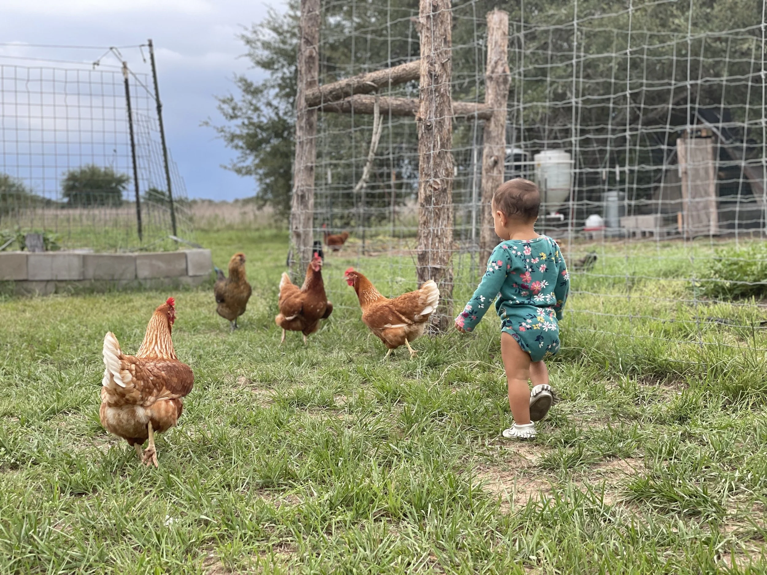 Foer 7 Farms Pastured Chicken & Eggs Laying Hens & Mobile Chicken