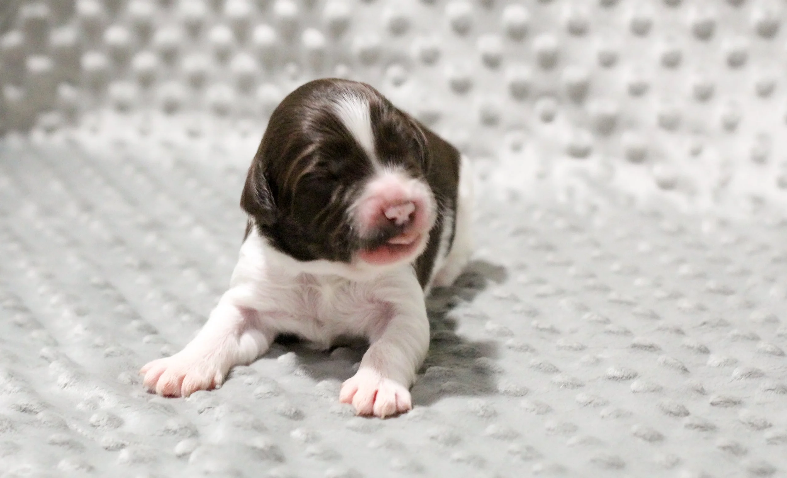 May 2025 Newsletter and Puppy Updates!