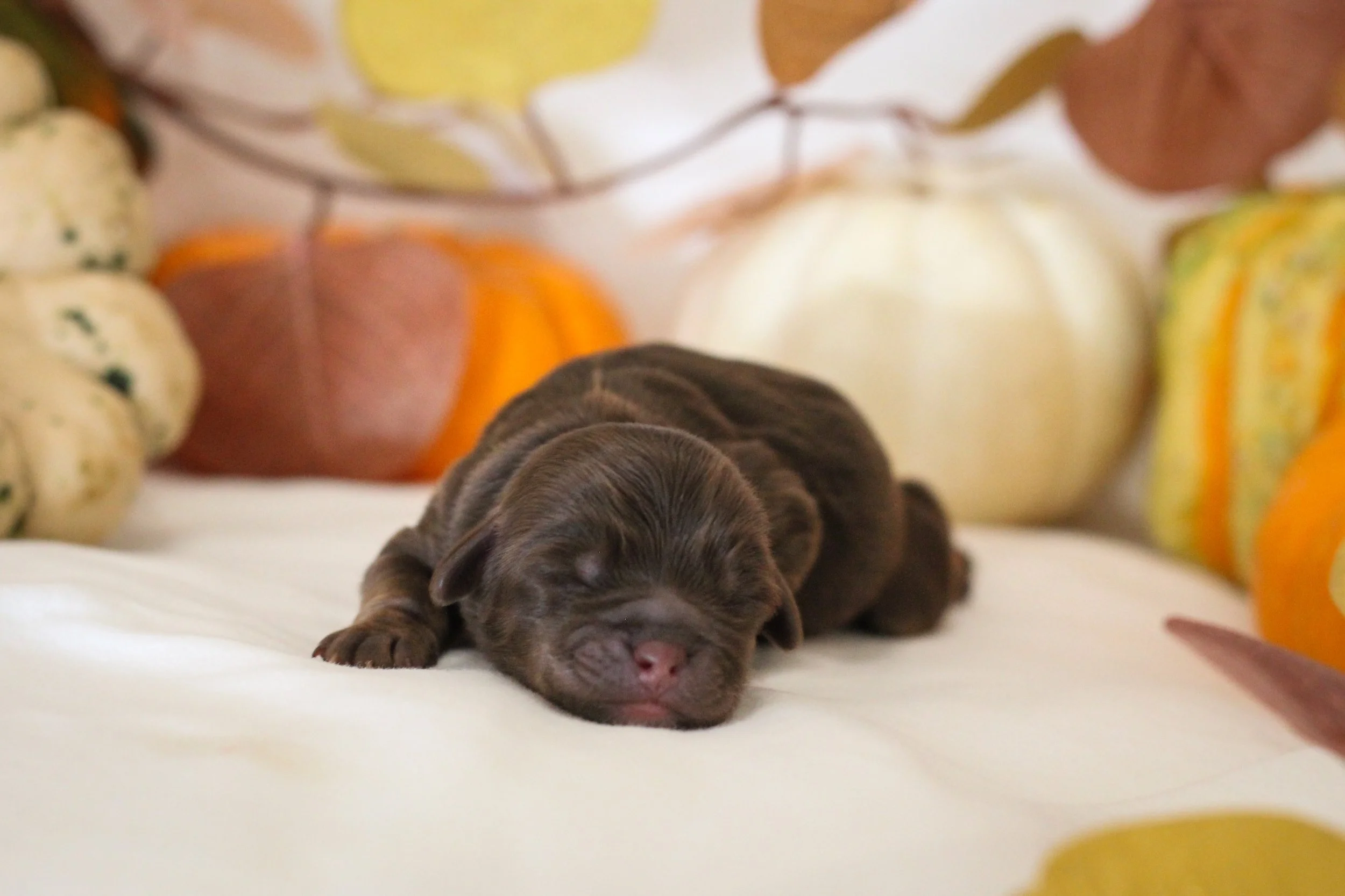 October 2025 Newsletter and ALD Colors!