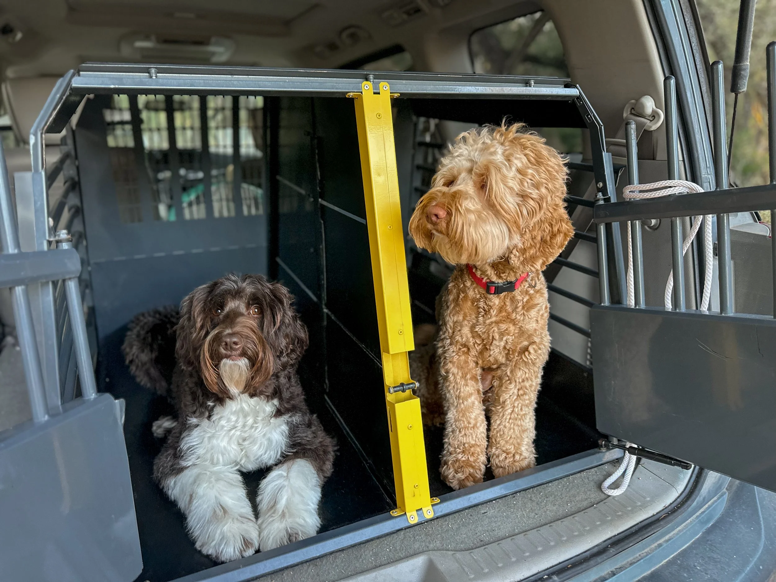 December 2025 Newsletter, Car Safety With Your Dog