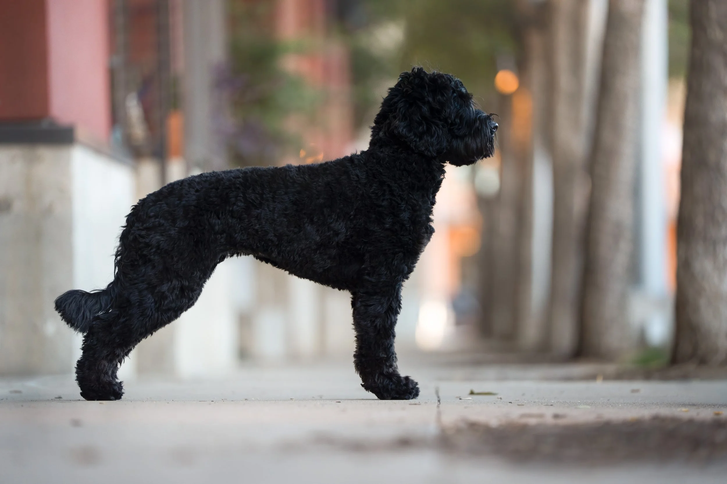 January 2026 Newsletter: Health Testing Explained!