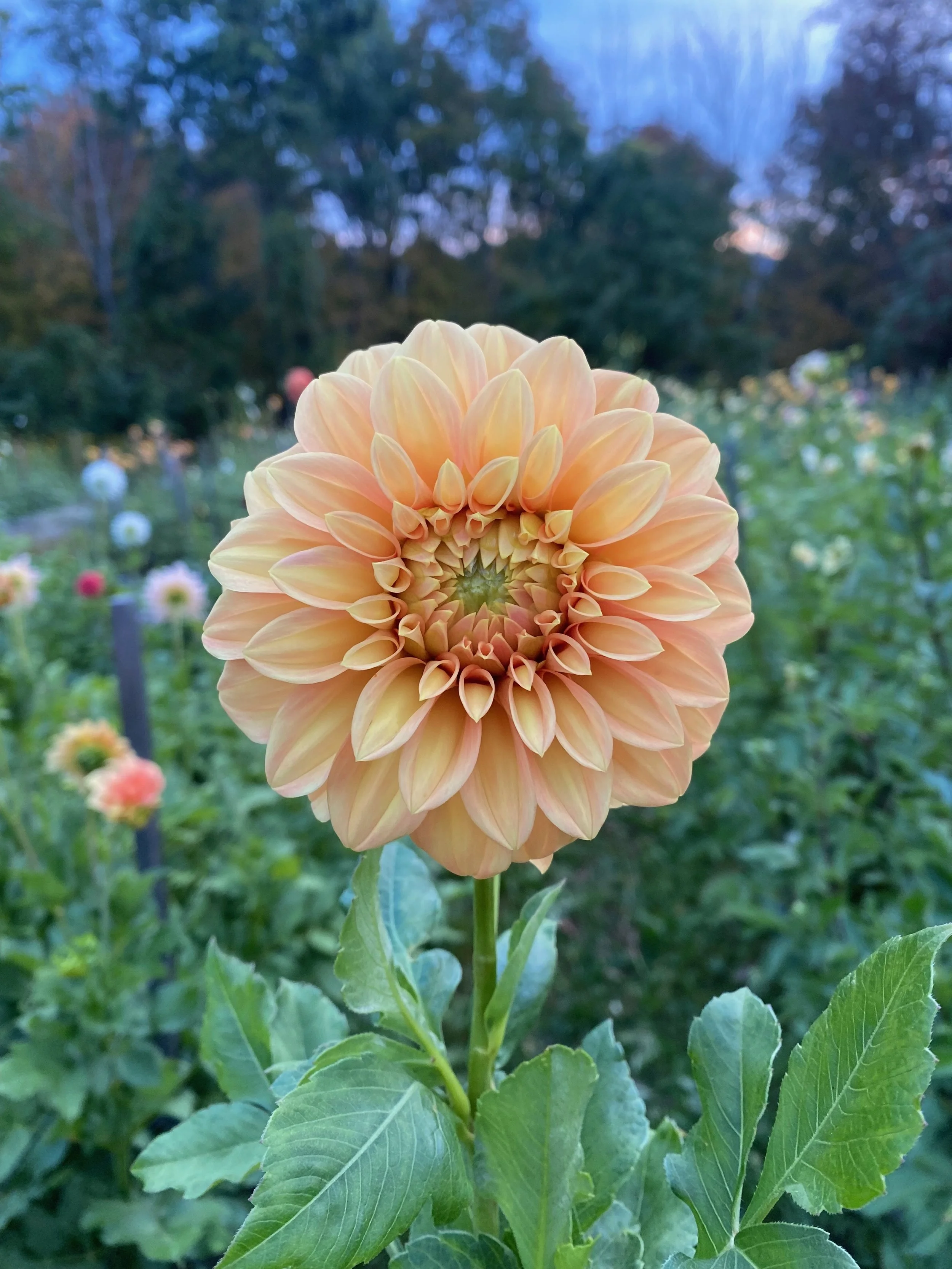 Bracken Palomino - Farmer BULK (Free Shipping)