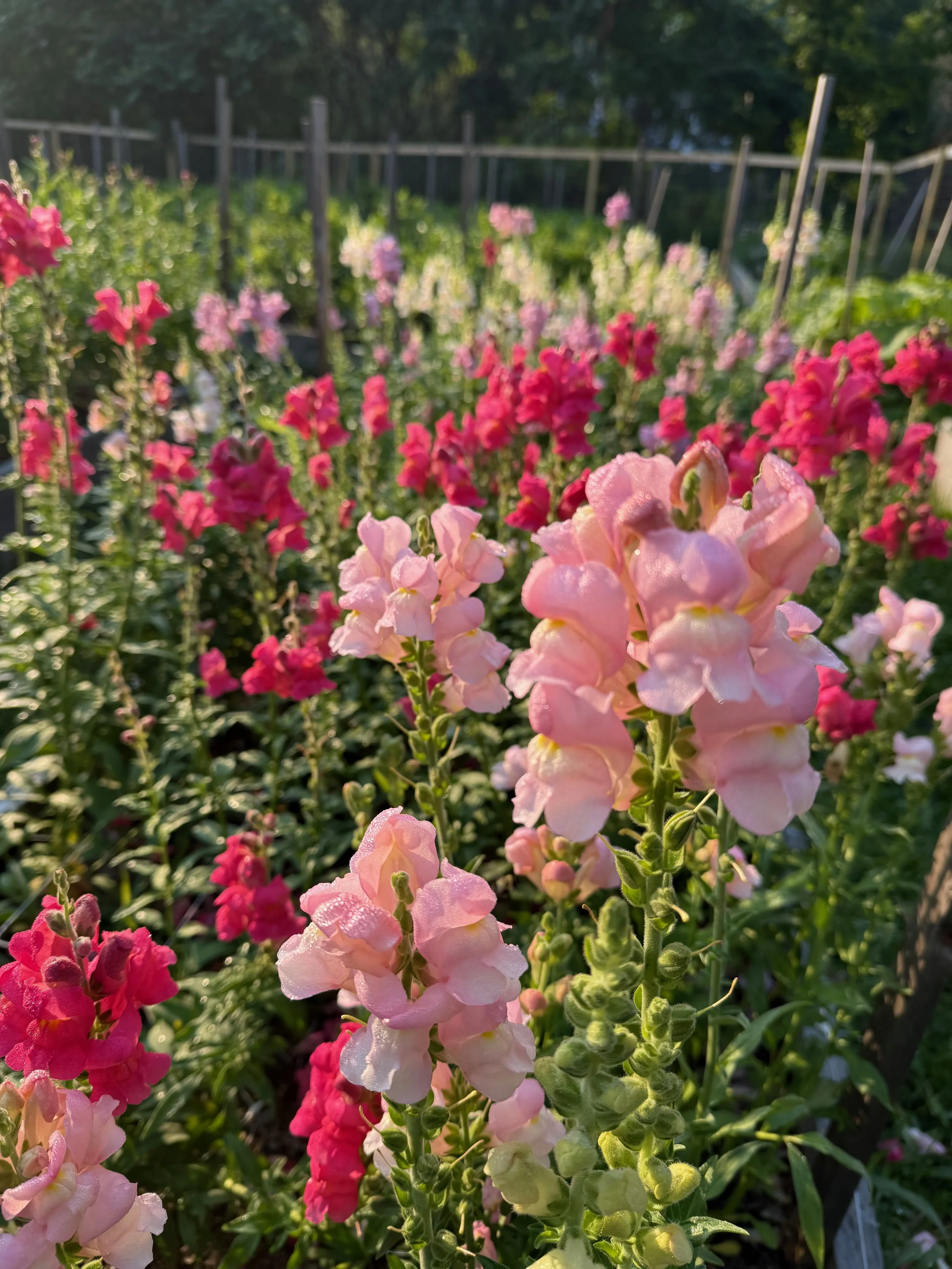 The Reality of the Rhythms