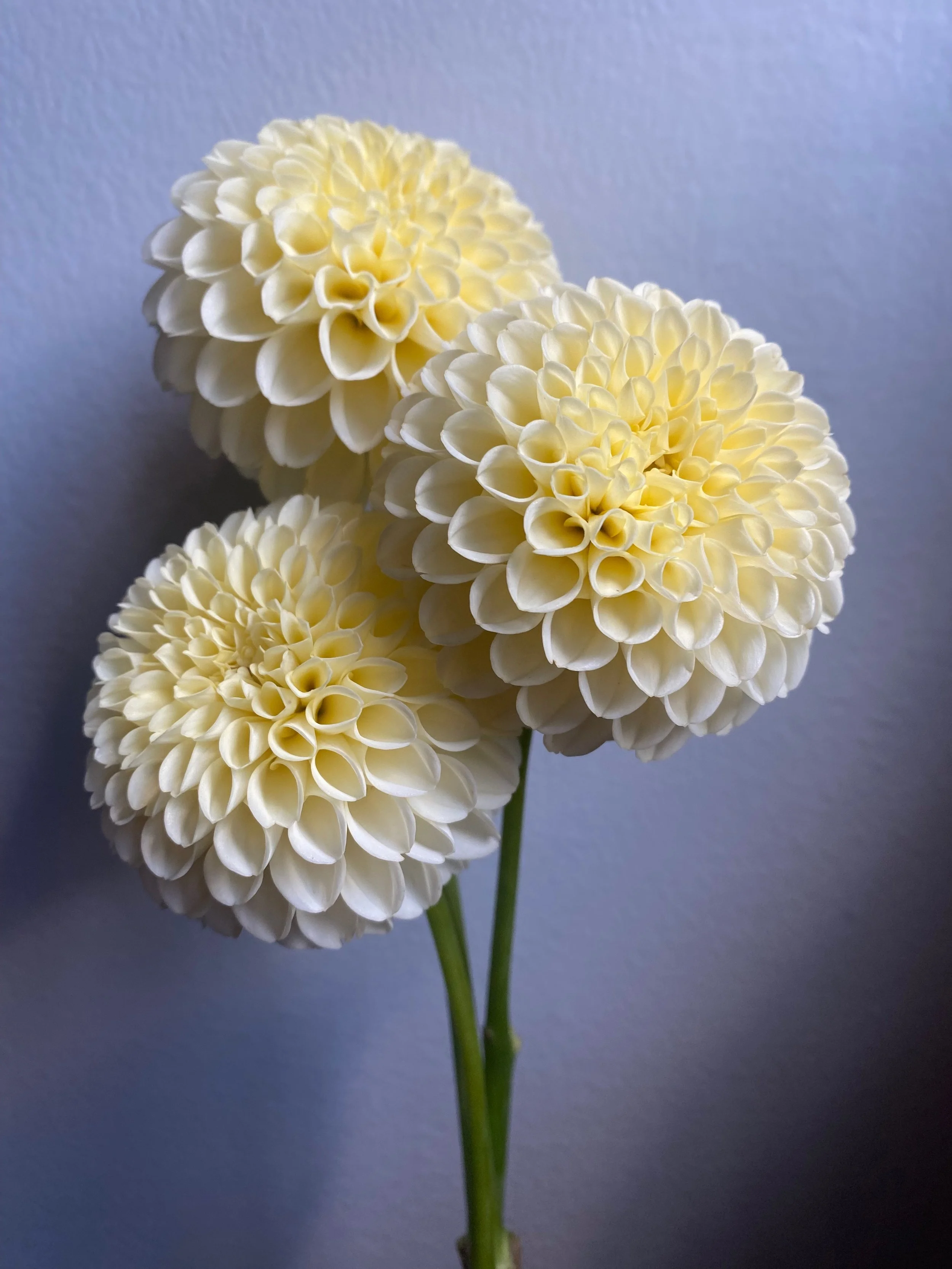 Creamy - Farmer BULK (Free Shipping)