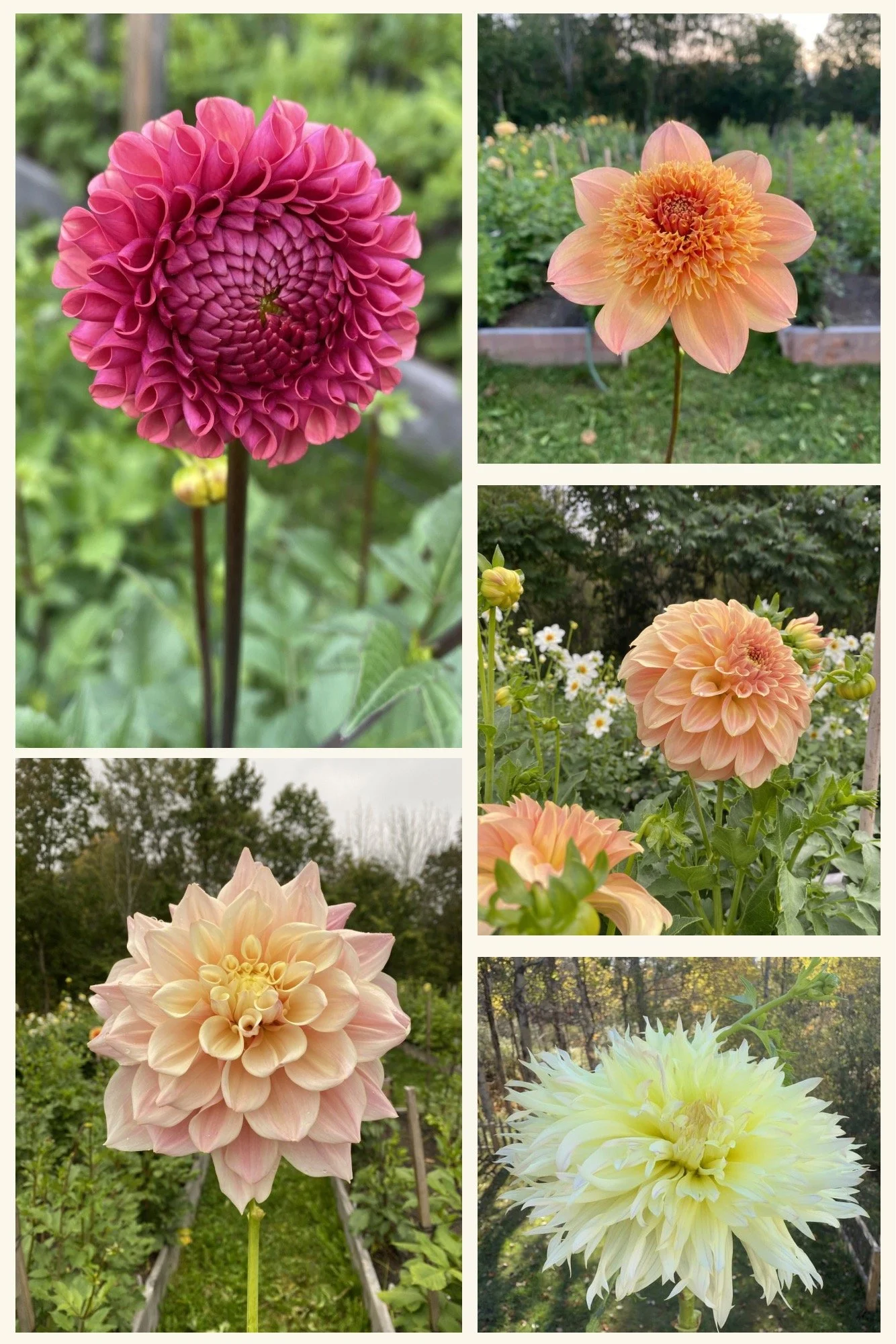 Storm Cloud Collection (Free Shipping)