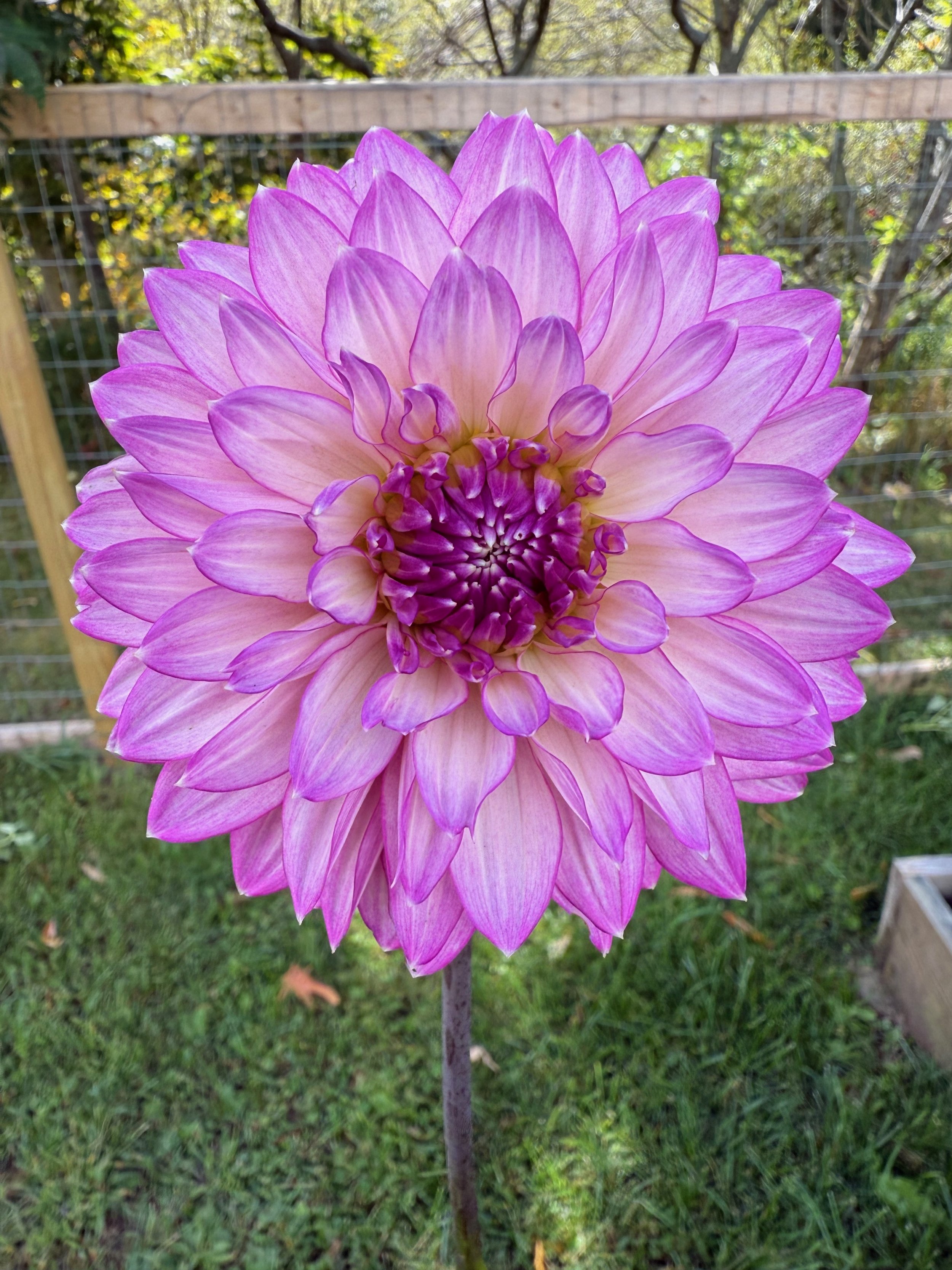 Bloomquist Clear Delight