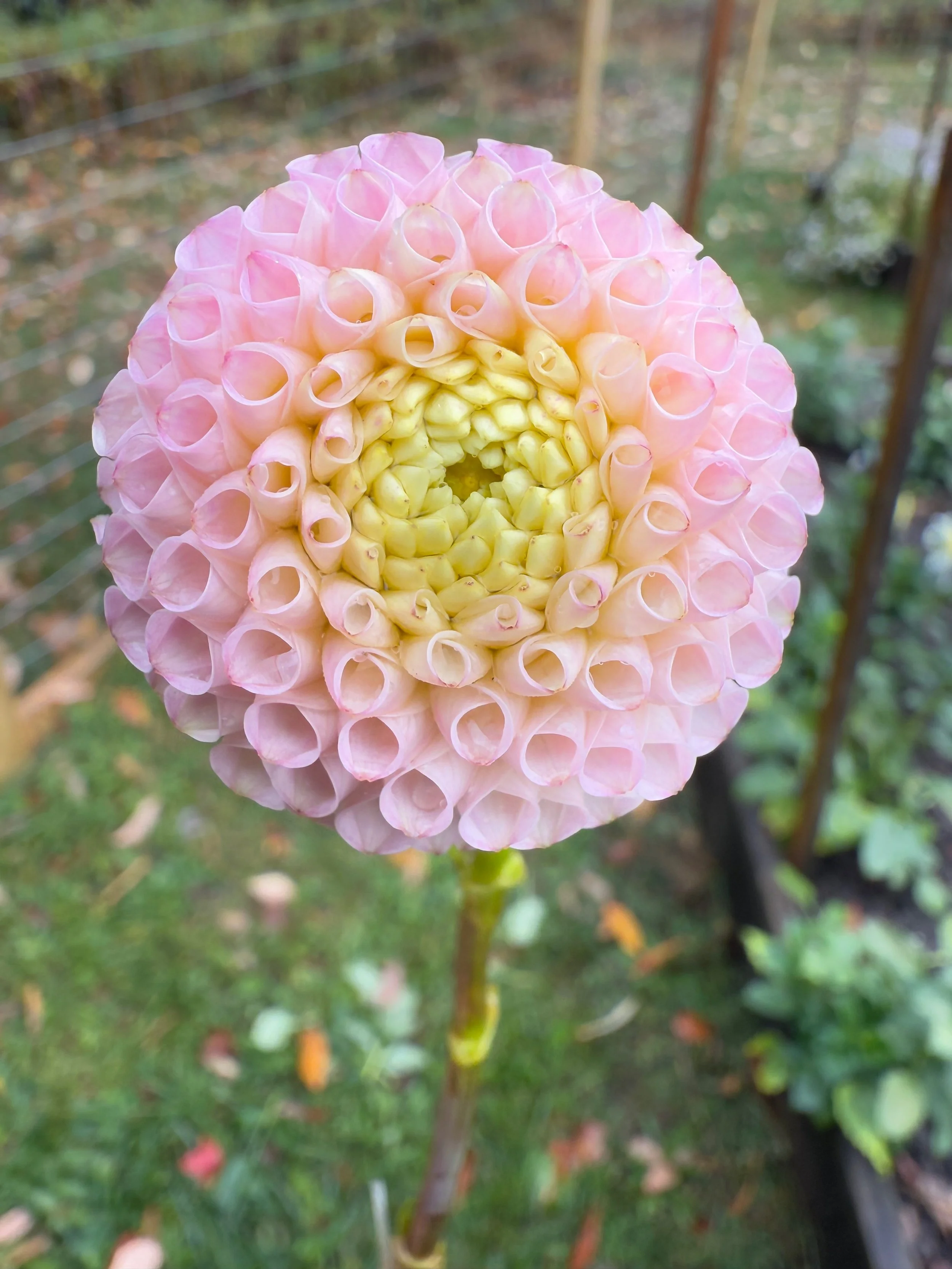 Irish D Porter3.jpeg