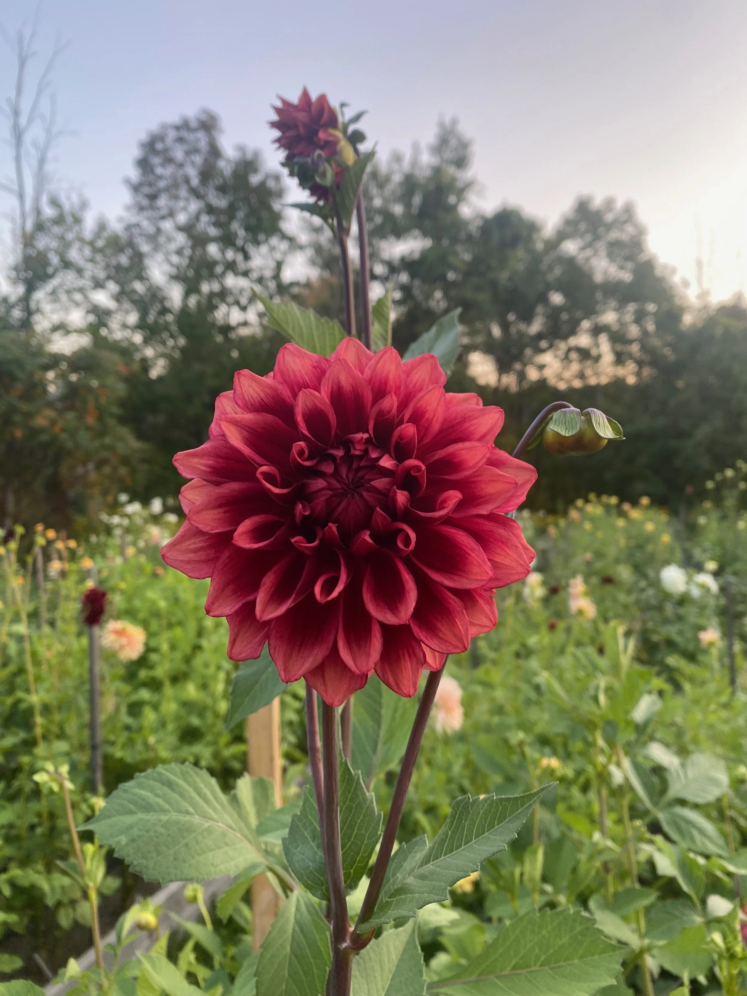 Bloomquist York - Farmer BULK (Free Shipping)