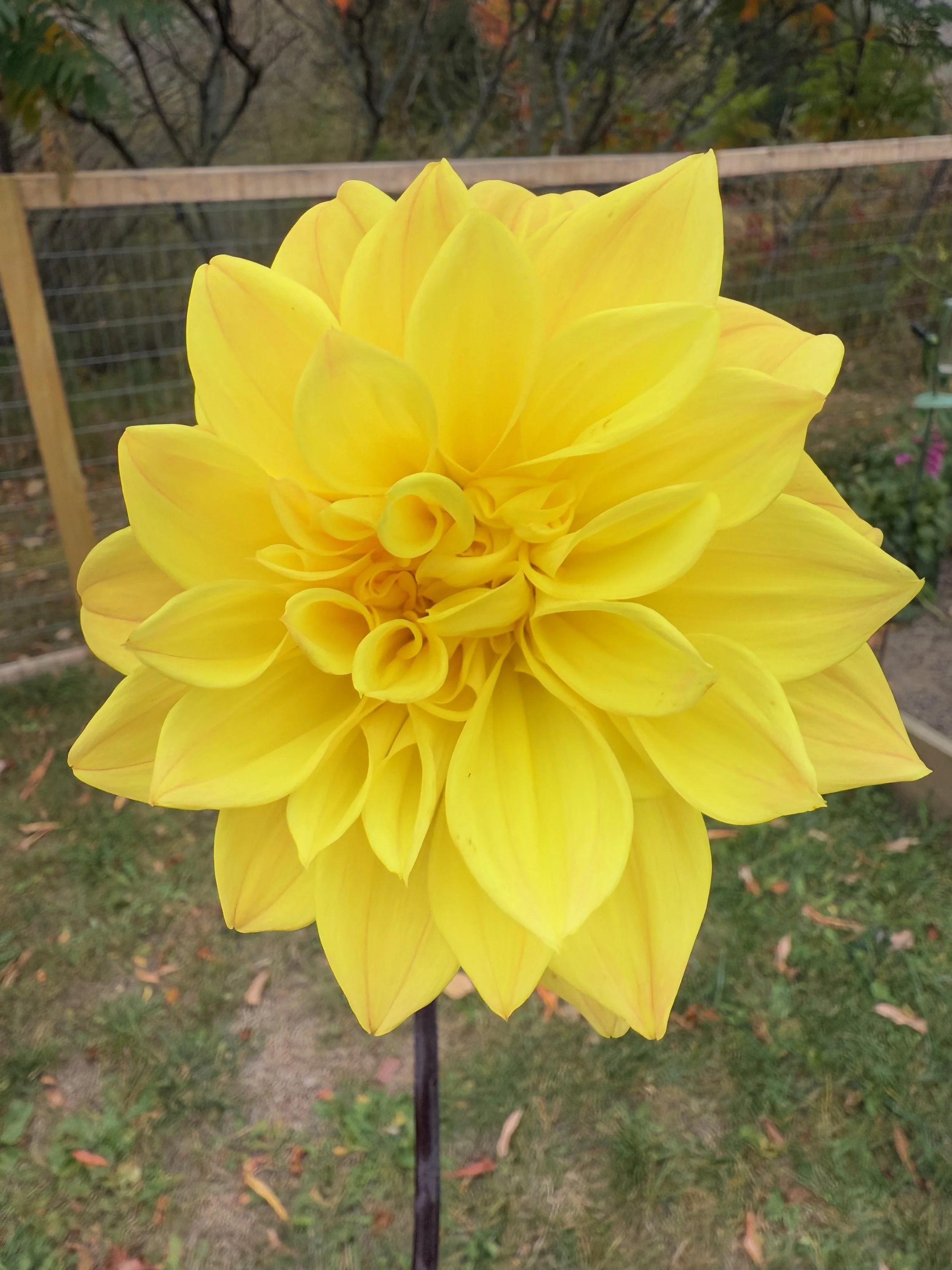 Meadowburn Old Tweet2.jpeg