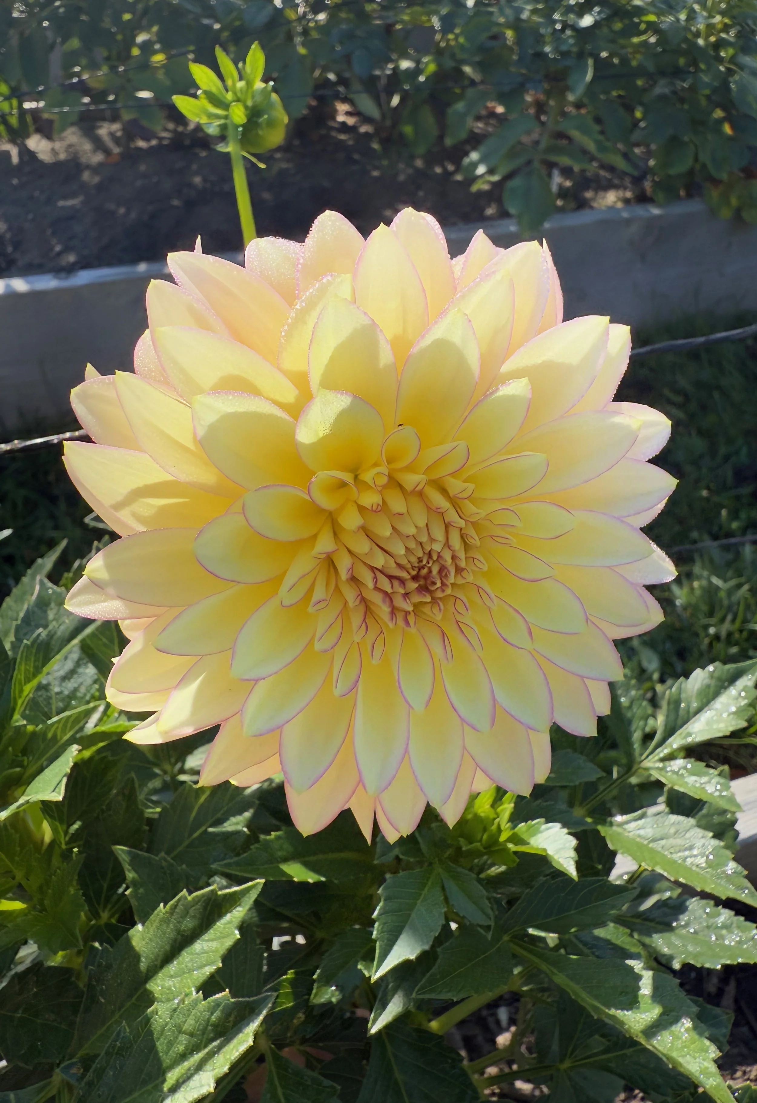 Bloomquist Blush2.jpeg