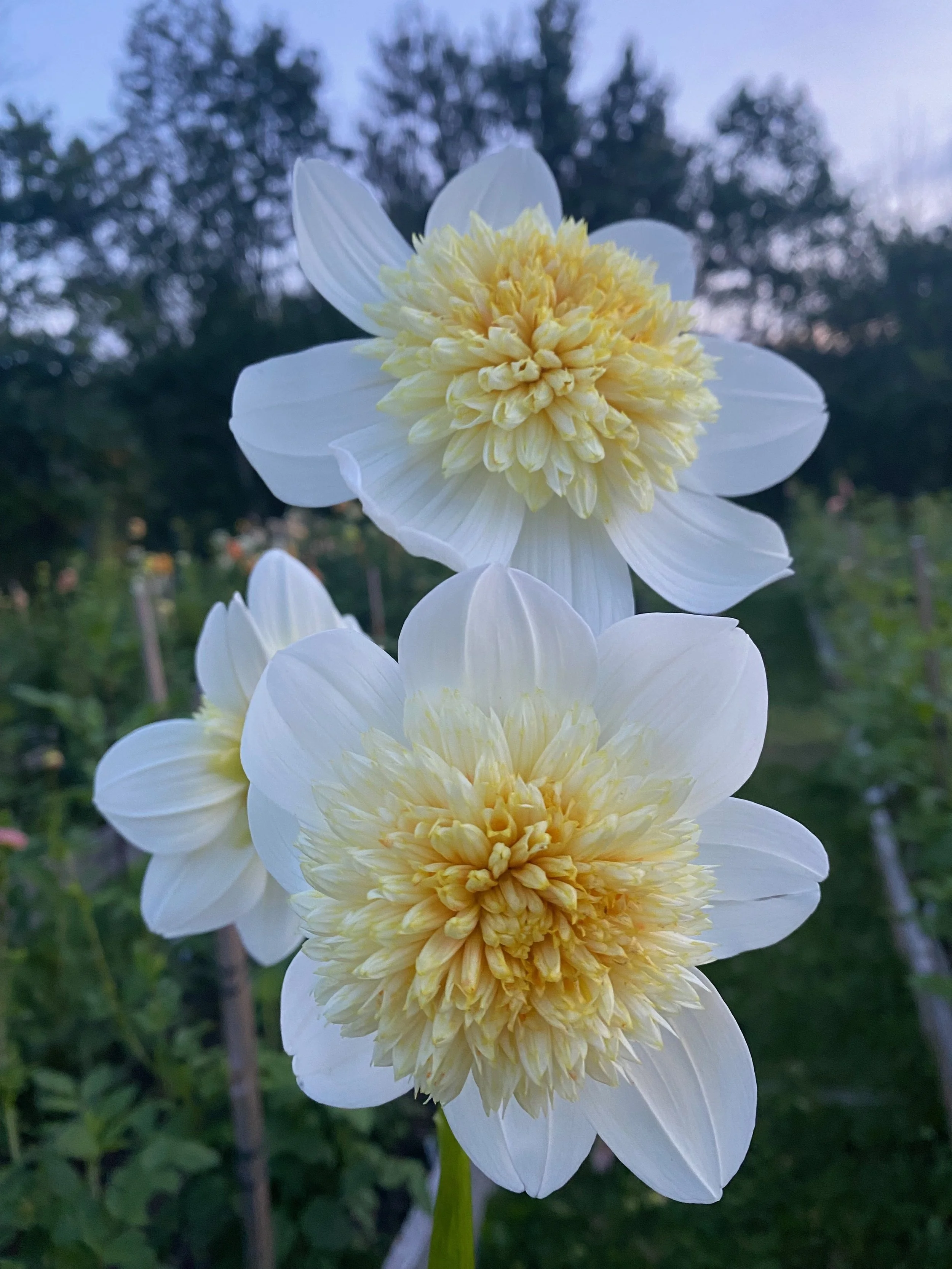 platinum blonde3.jpeg