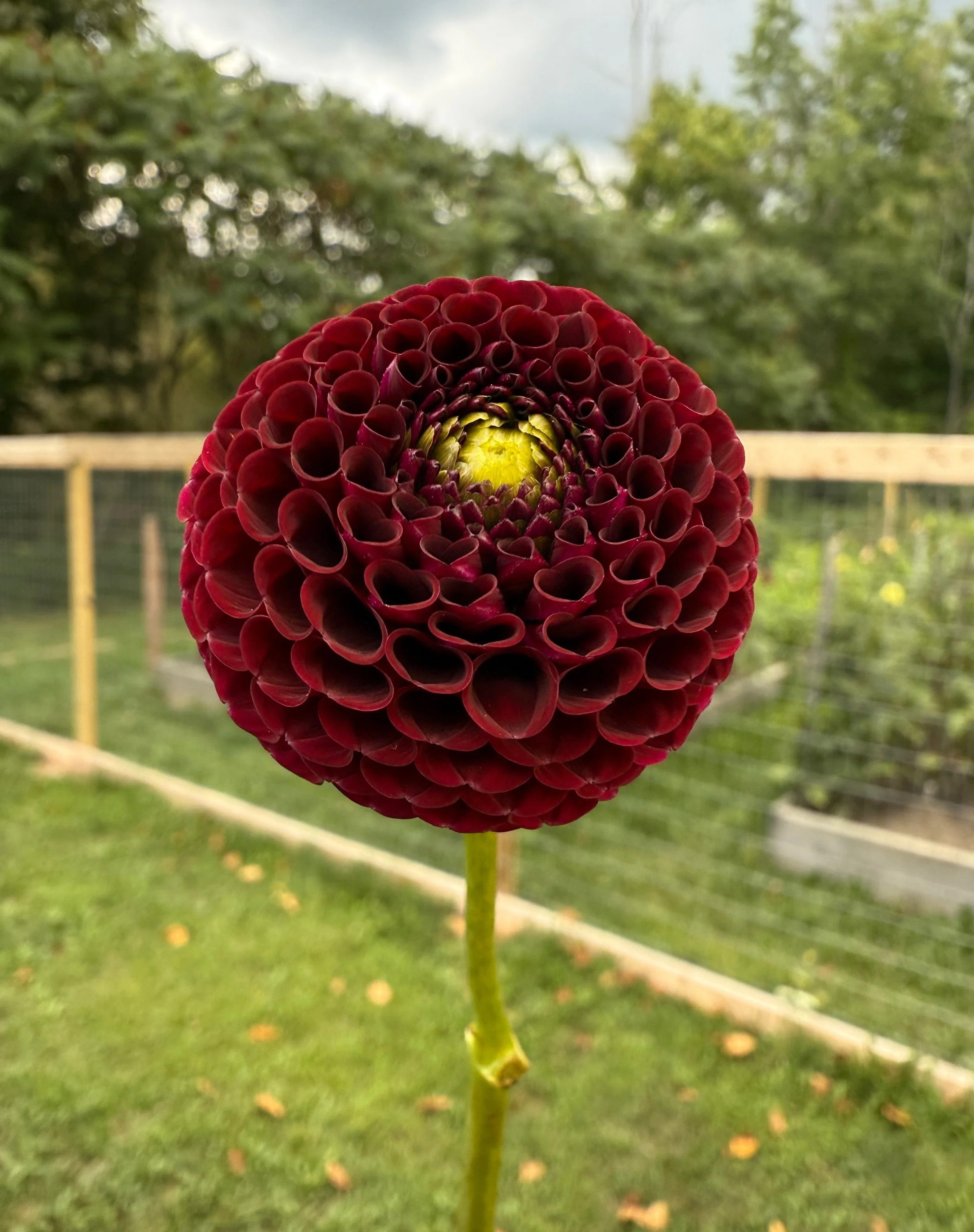 Crossfield Ebony2.jpeg