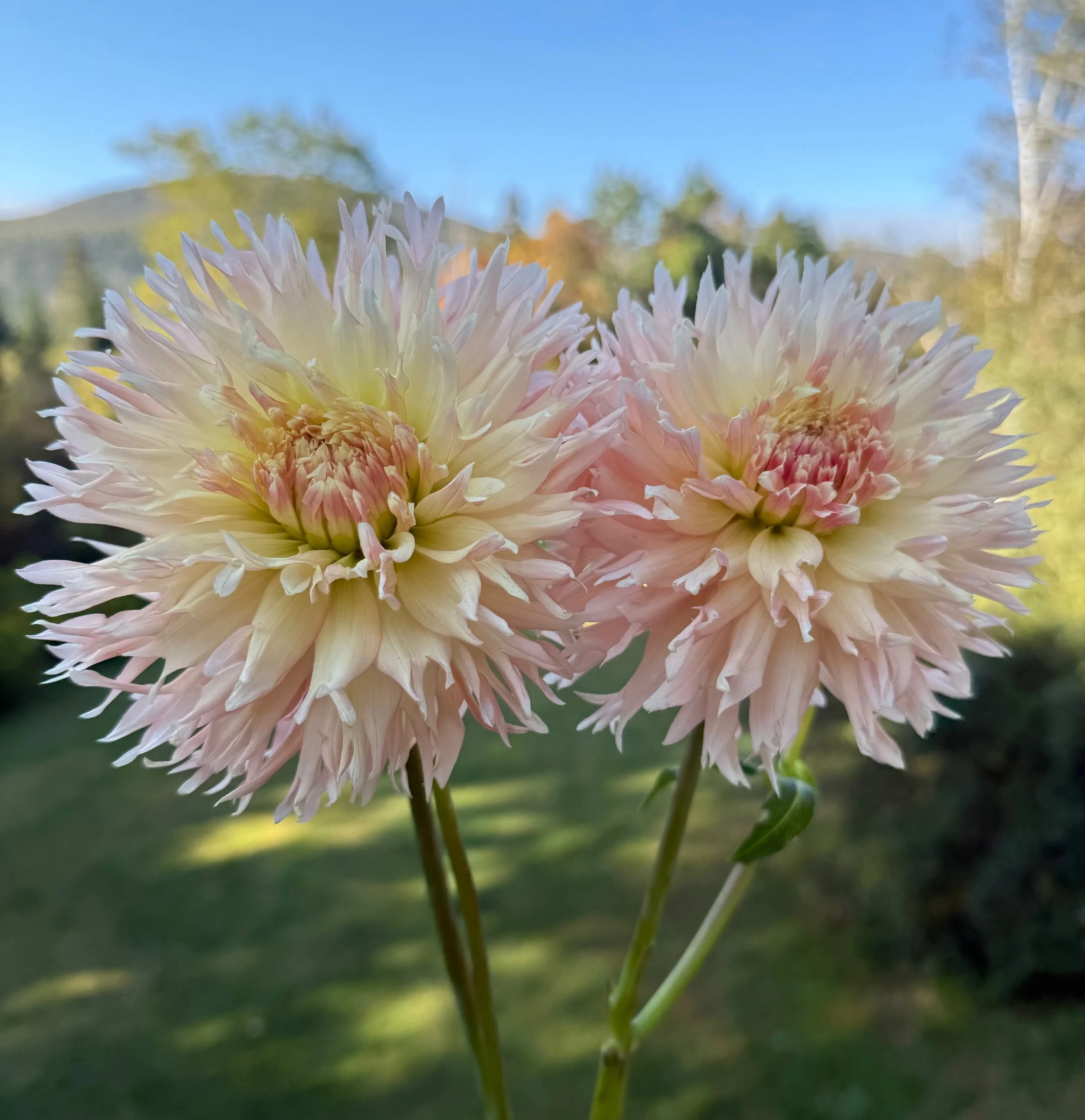 Hapet Champagne - Farmer BULK (Free Shipping)